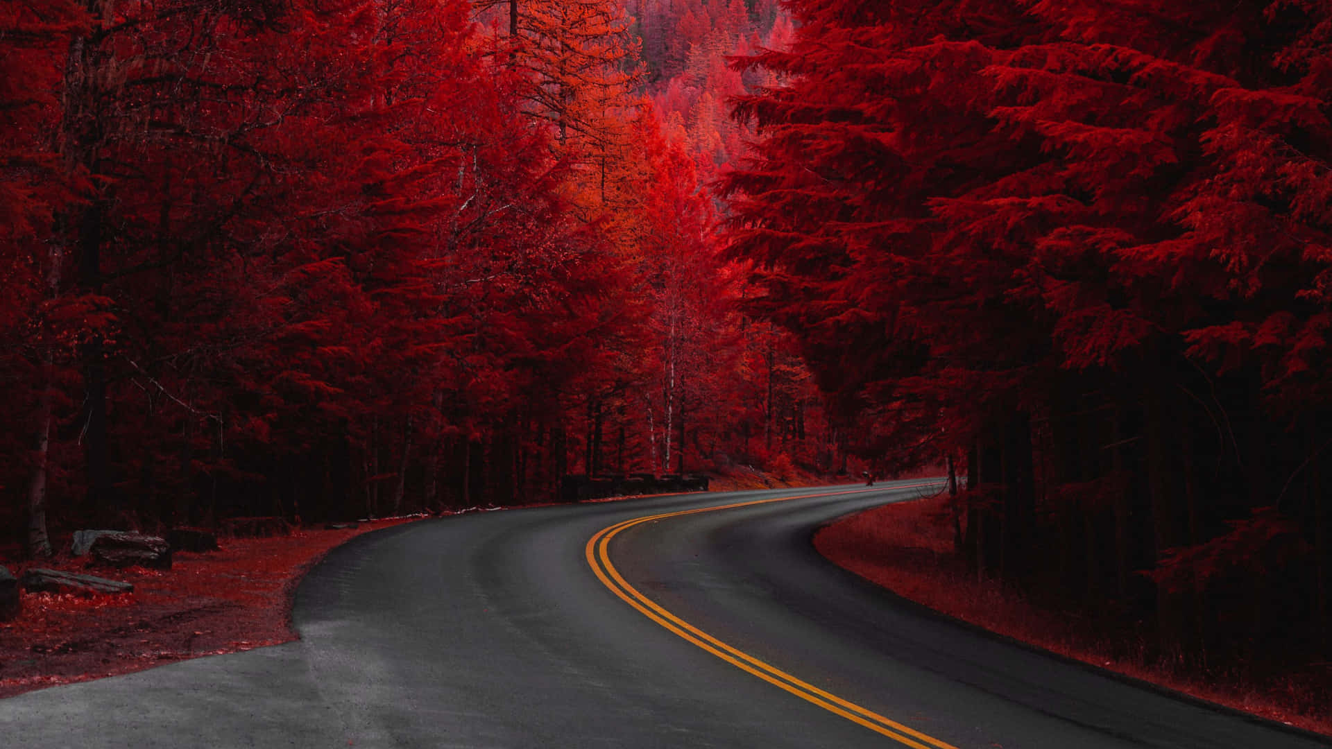 黃昏時分穿過紅色森林的蜿蜒道路