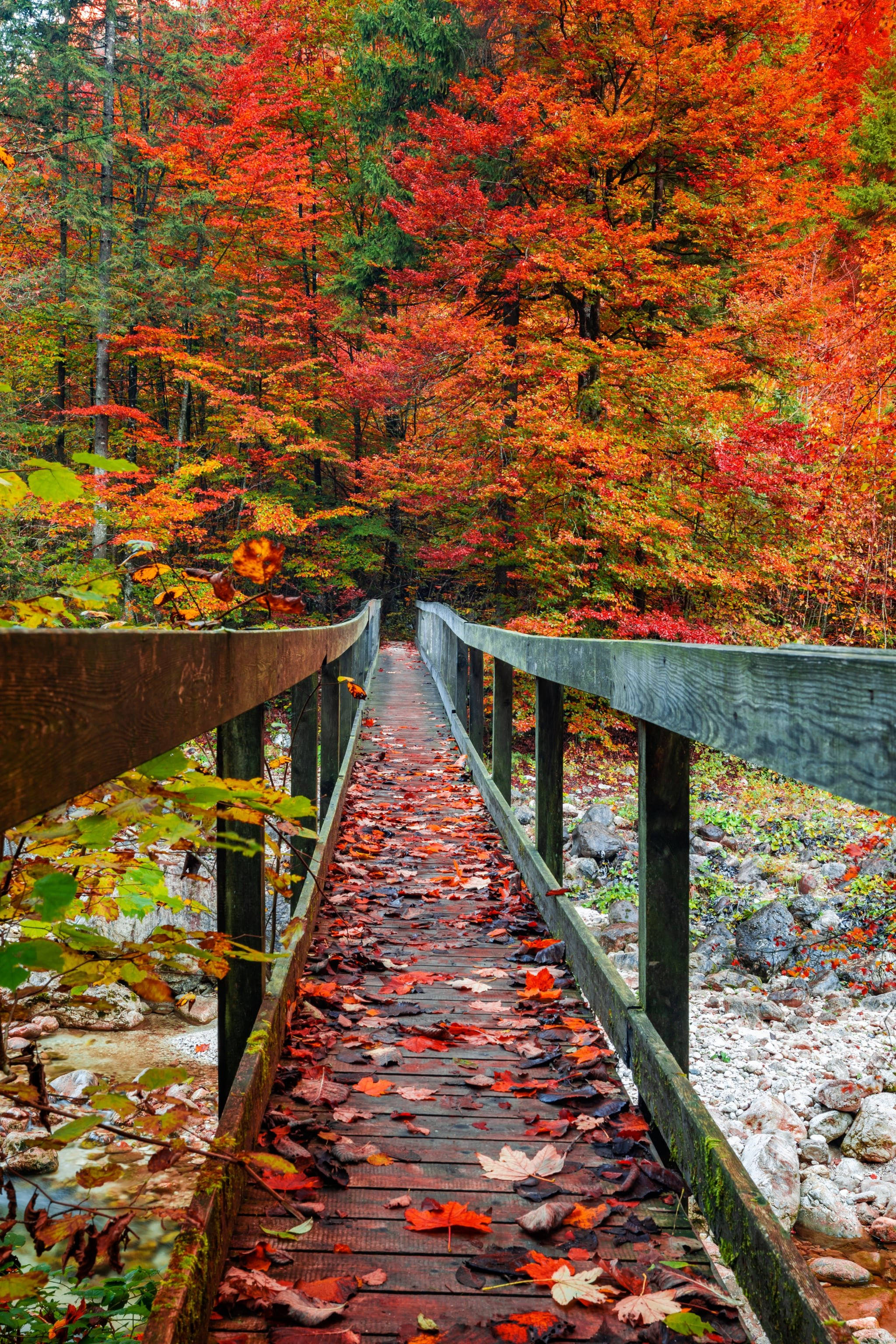 紅樹與倒橋 iPhone 壁紙 — 一座木橋蜿蜒穿過一片被火紅、橙色和金色秋葉點燃的森林。