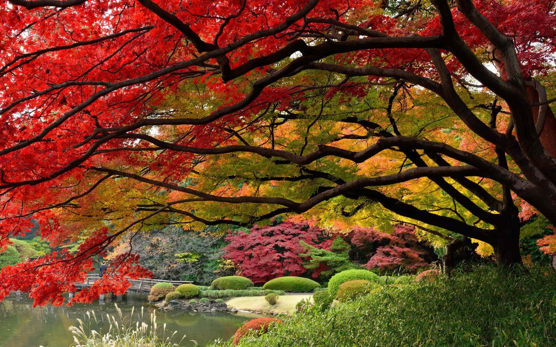 一個日本庭園，紅色楓樹環繞著池塘和修剪整齊的灌木。