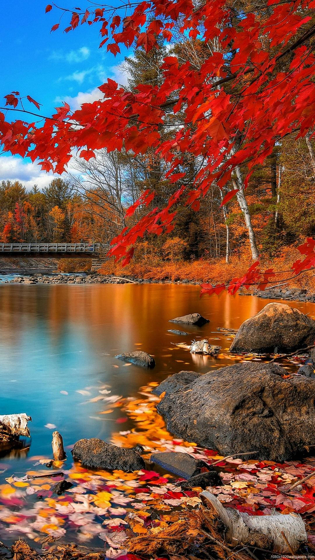 秋日湖泊，平靜的水面上漂浮著紅色楓葉，背景有一座木橋。