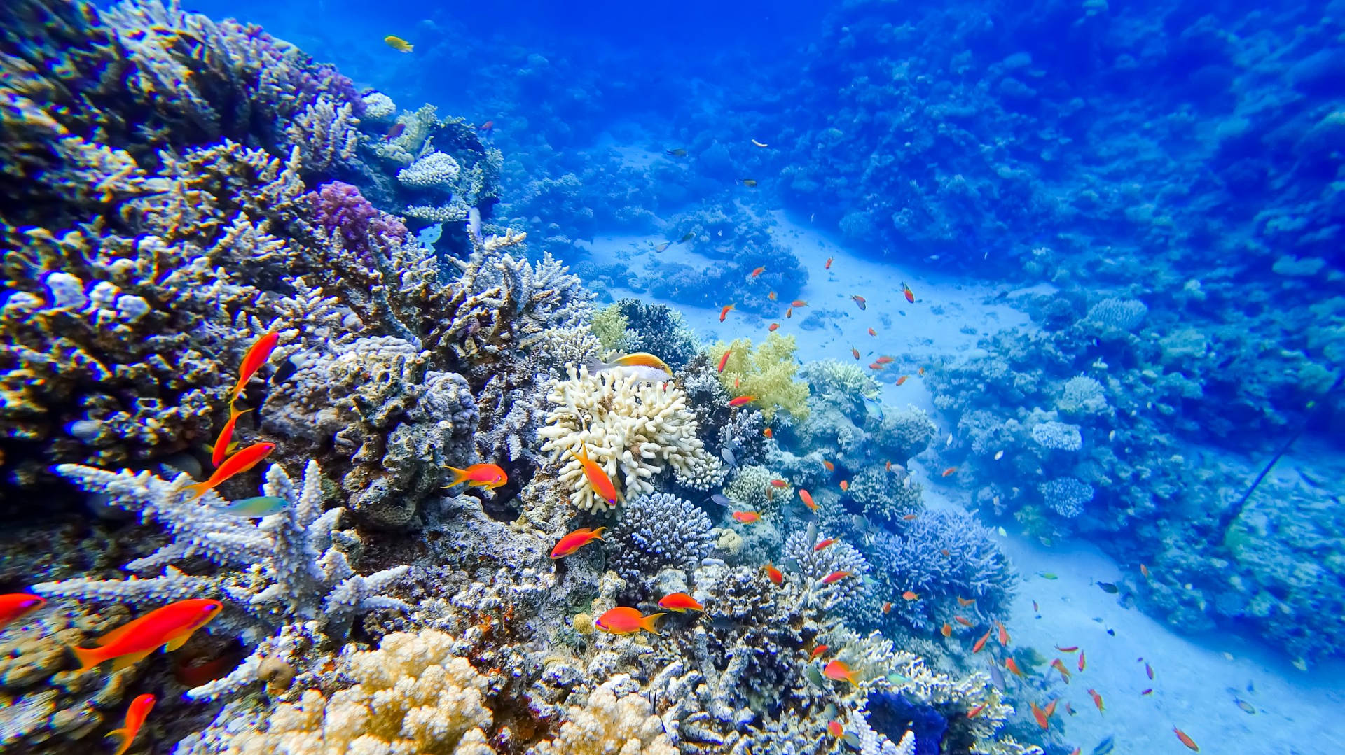 色彩繽紛的珊瑚礁，橙色魚類在清澈藍色海水中游動。