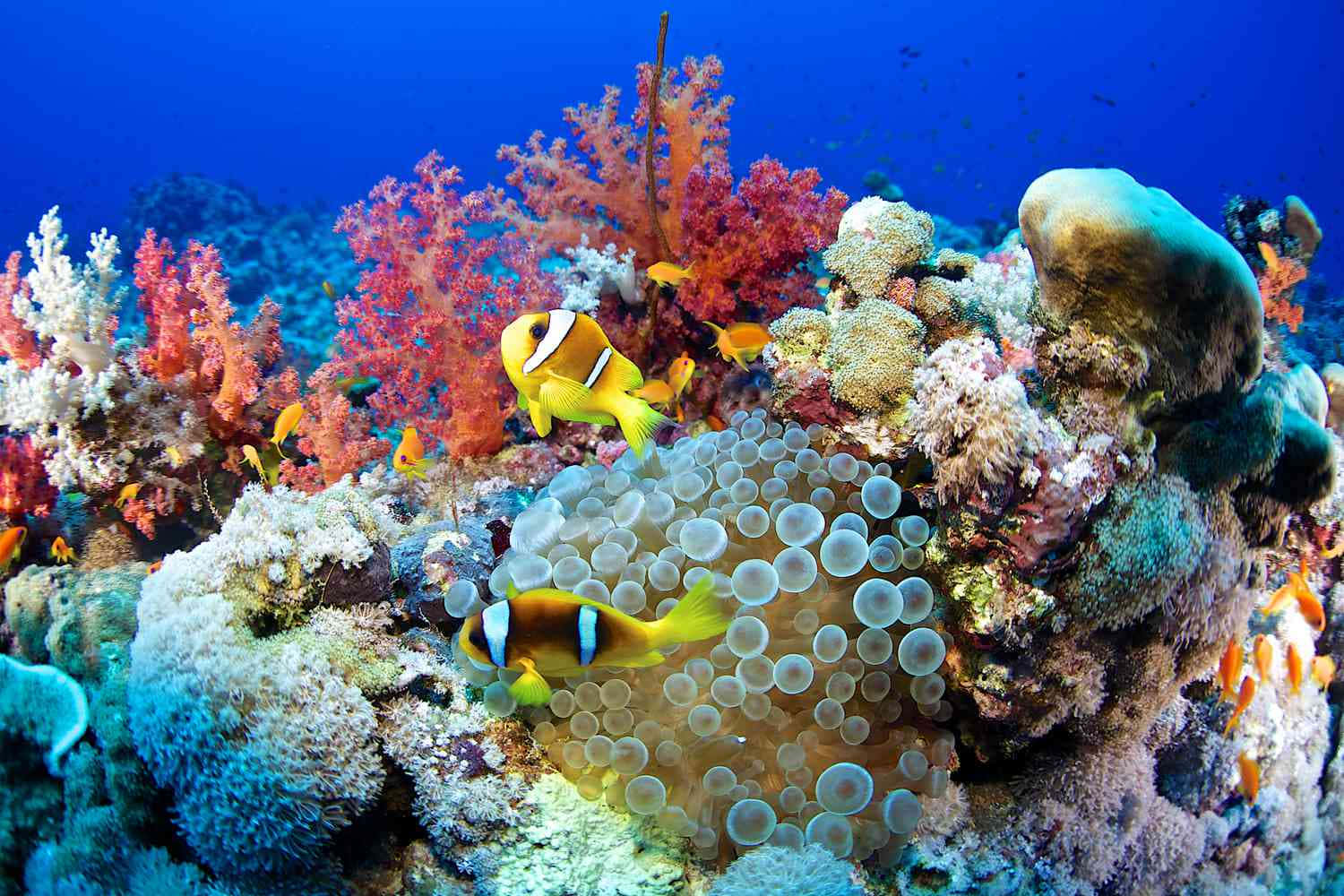紅海珊瑚礁水下圖像 壁紙 — 色彩繽紛的小丑魚在陽光普照的熱帶珊瑚礁中，於色彩斑斕的珊瑚和氣泡珊瑚之間游動。
