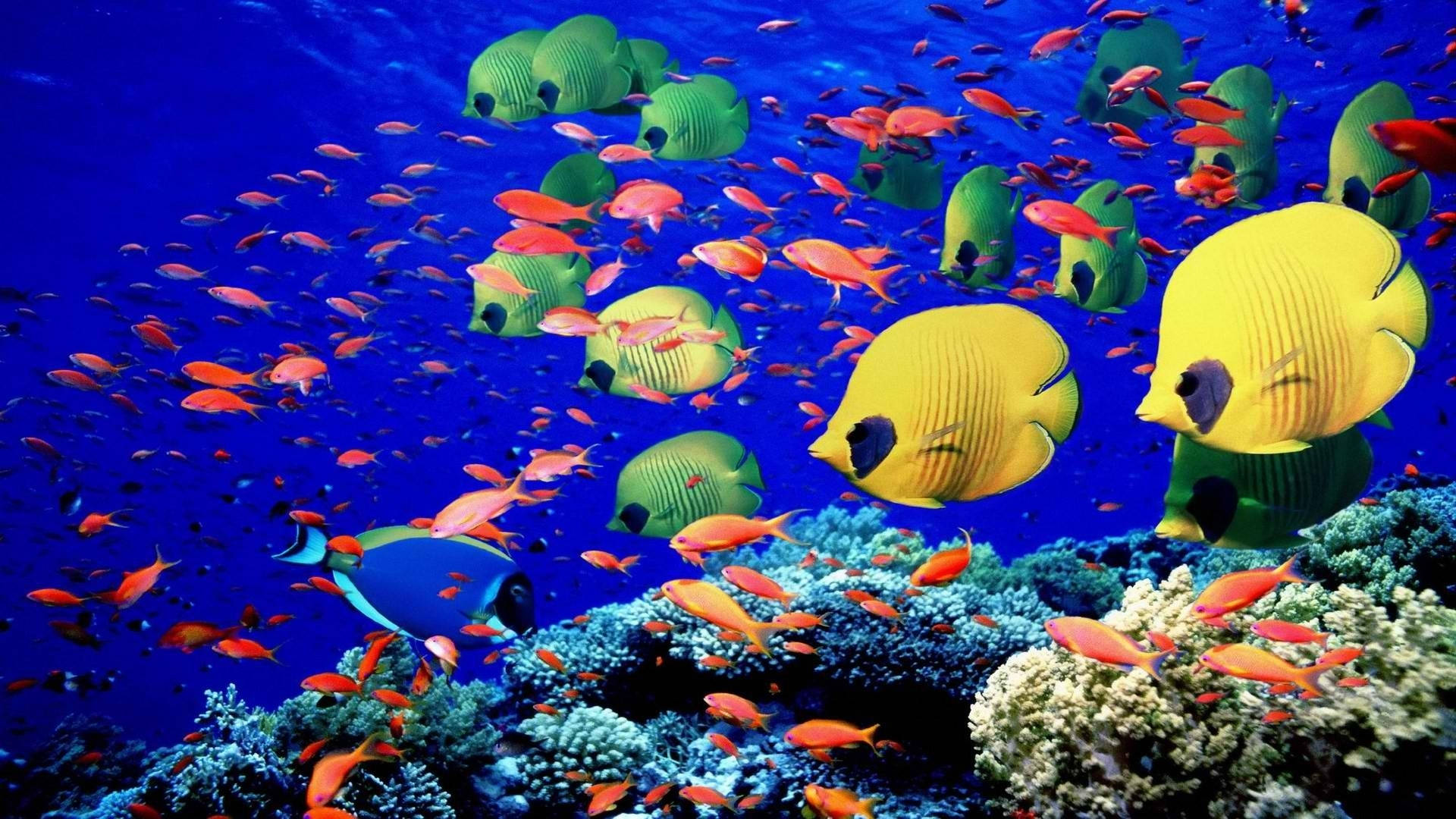 色彩繽紛的熱帶魚在深藍色海洋的珊瑚間游動。