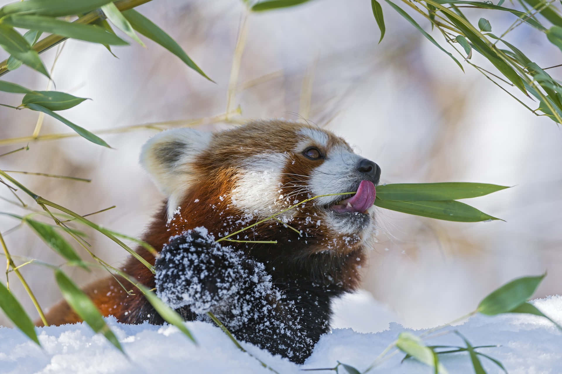小熊貓在雪白的冬季森林中吃竹子