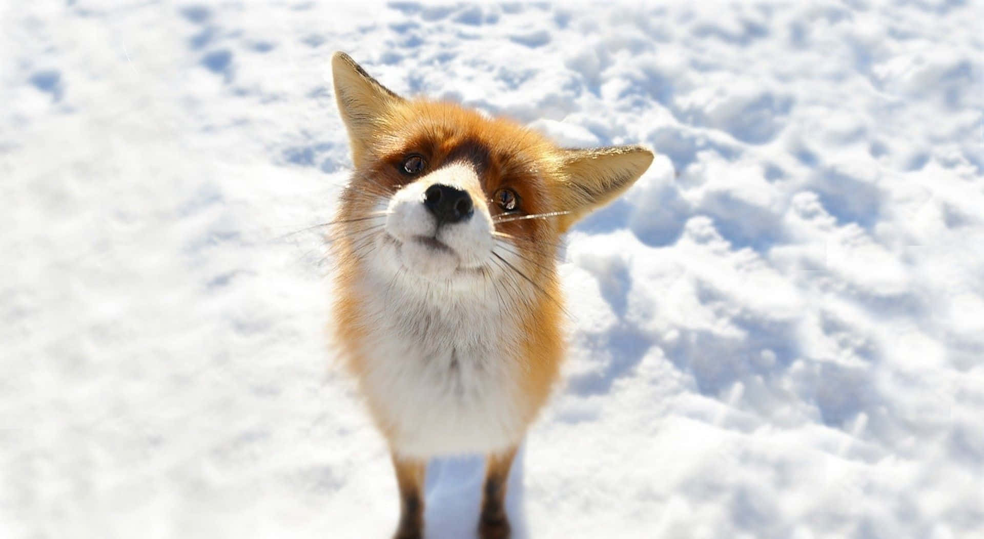 紅狐微笑，點亮自然之美 壁紙 — 一隻好奇的紅狐站在深雪中，用明亮的眼睛向上凝視，背景是明亮的冬日景色。