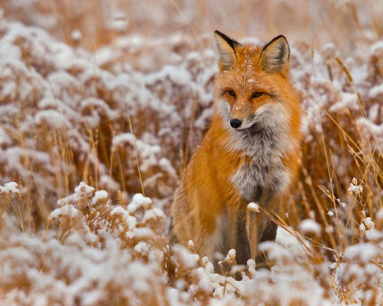 冬季雪地中的紅狐