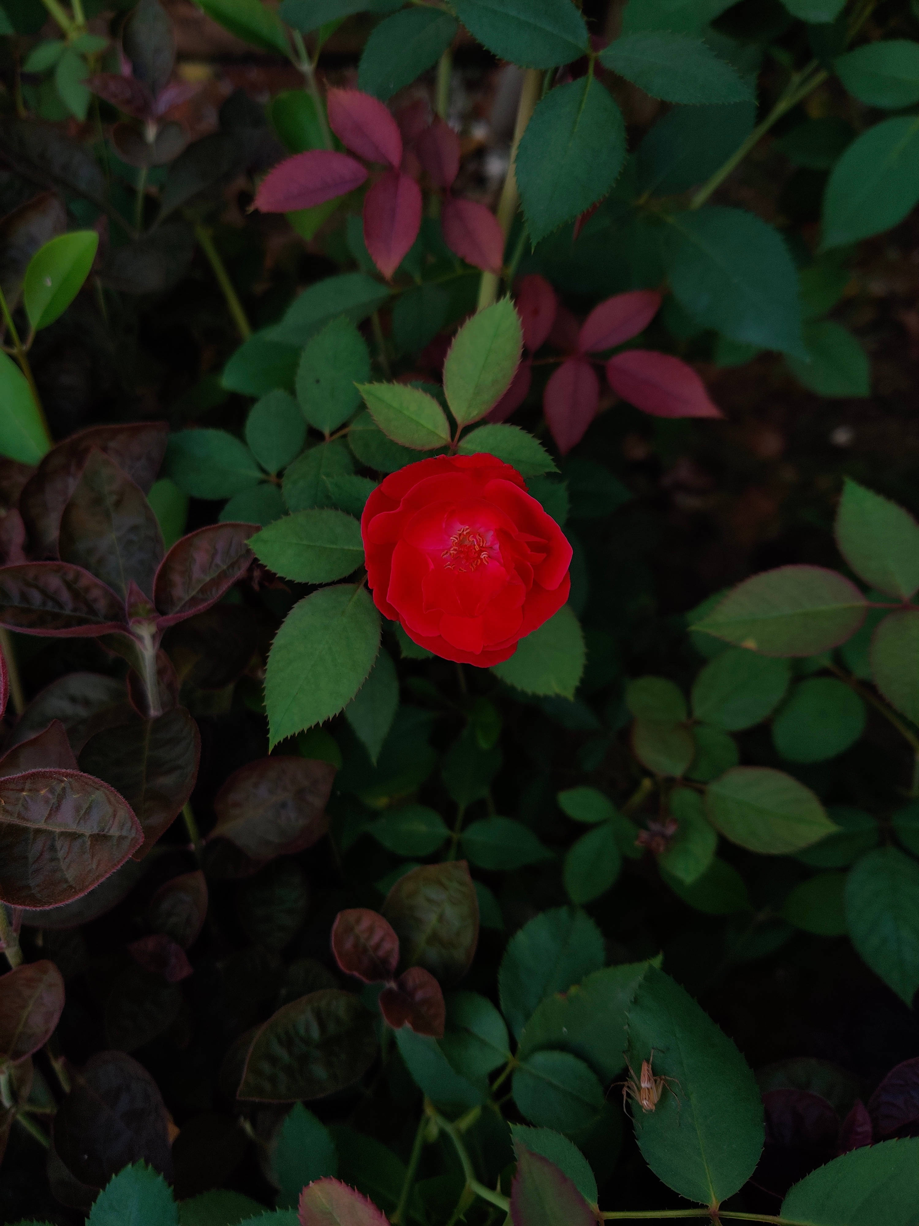紅玫瑰 iPhone 花朵 壁紙 — 一朵鮮紅的玫瑰在深綠色和酒紅色的葉叢中綻放，沐浴在柔和自然光下。
