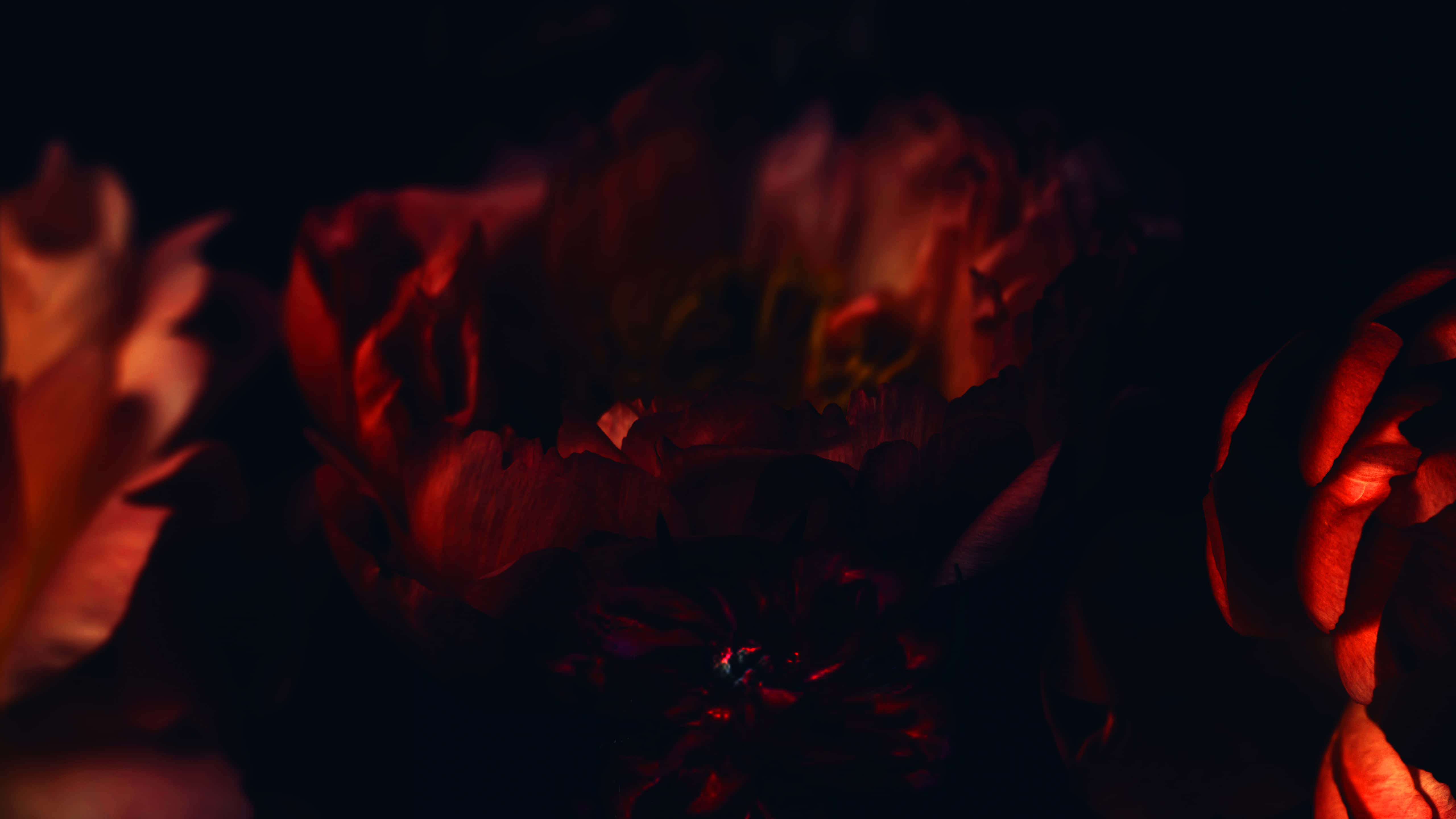 紅玫瑰極致特寫 5K 桌面壁紙 壁紙 — 深紅色花朵在漆黑背景前柔和發光，營造出充滿氛圍的特寫鏡頭。