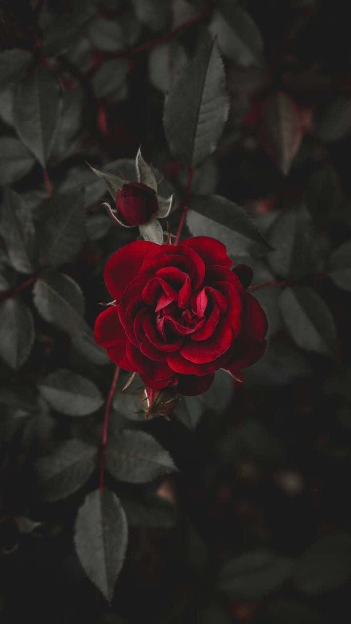 一朵深紅玫瑰搭配深綠色葉子，在情緒化的花園環境中。