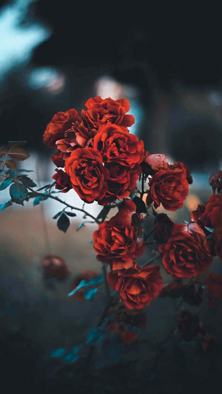 一簇紅玫瑰，背景陰暗，帶有藍色高光