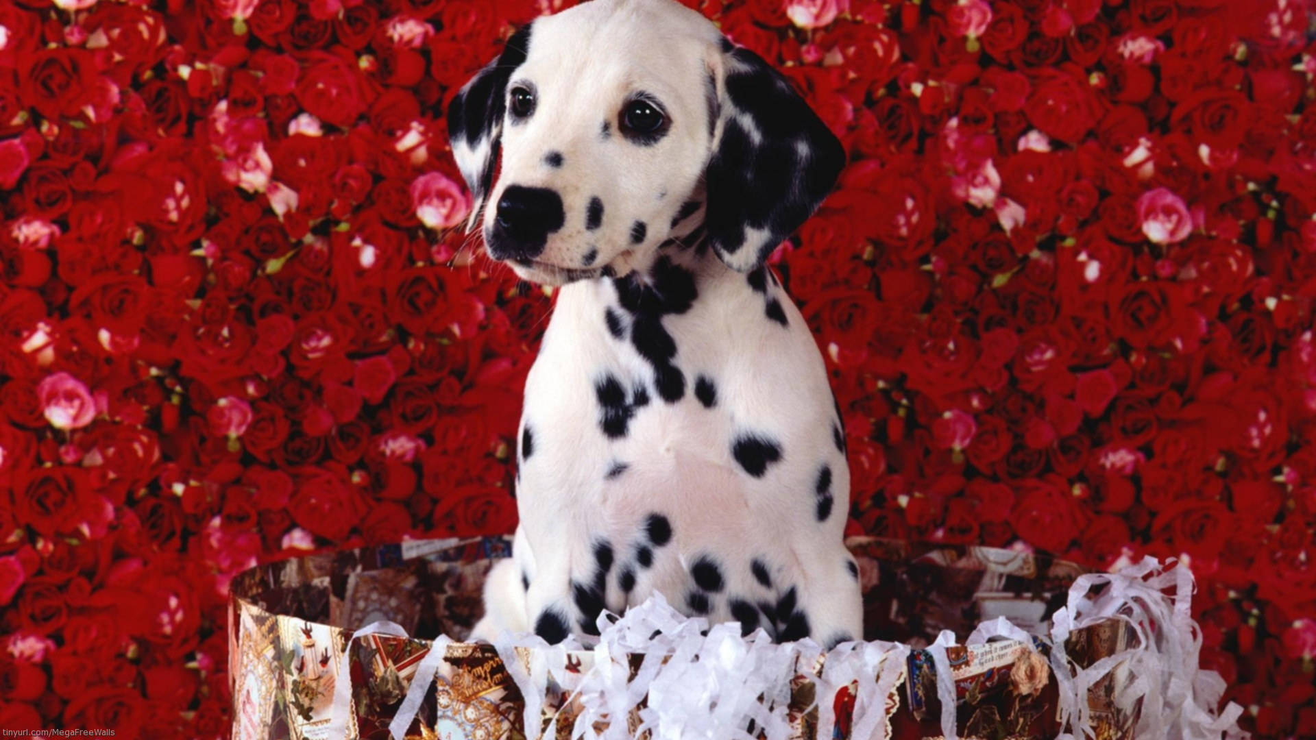 紅玫瑰背景上的可愛斑點幼犬 壁紙 — 一隻斑點狗幼犬端莊地坐在禮物盒中，周圍環繞著一堵鮮豔的紅玫瑰牆。