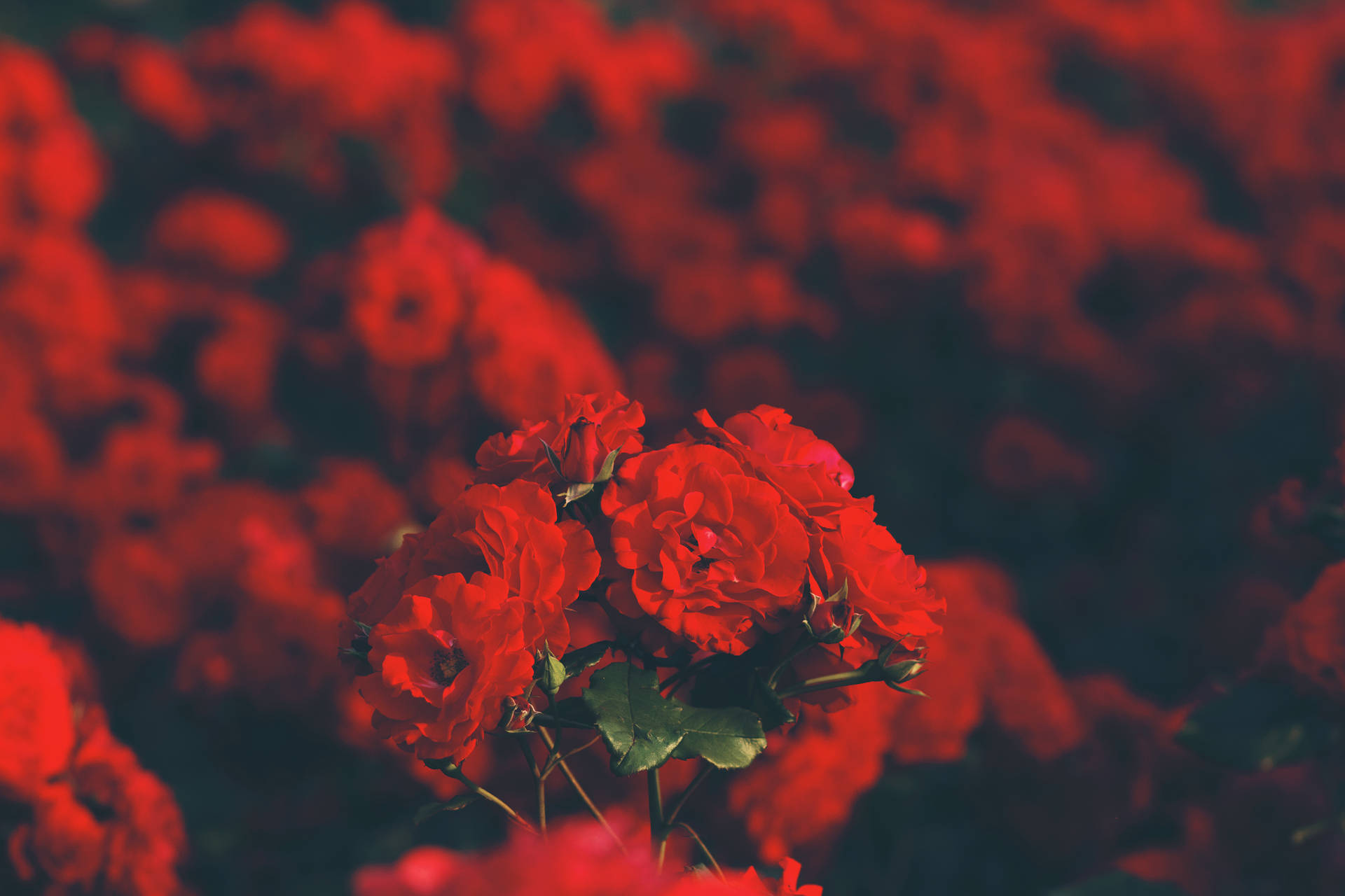 花園中一簇紅玫瑰，背景模糊。