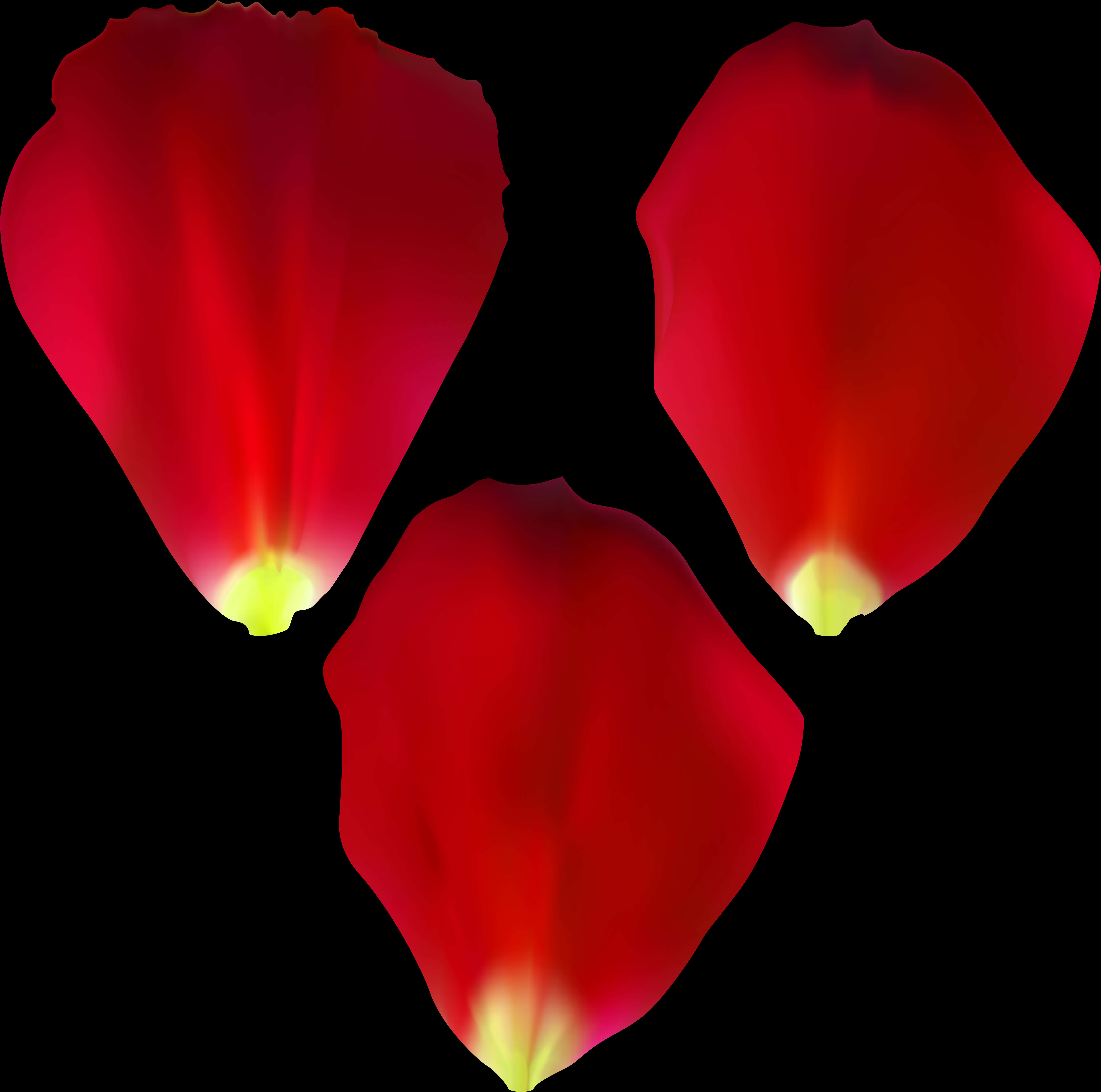 紅玫瑰花瓣黑色背景 壁紙 — 三片發光的紅色玫瑰花瓣漂浮在純黑背景上，底部帶有柔和的黃色高光。