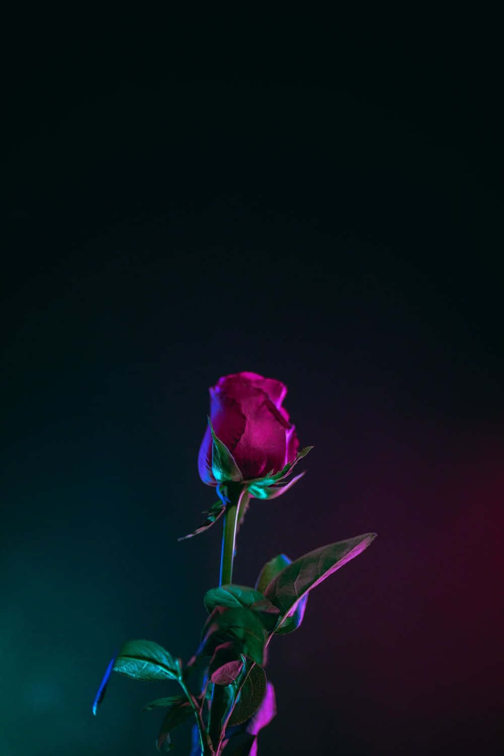 在深色背景上，一朵發光的洋紅色玫瑰花蕾帶有霓虹燈光。