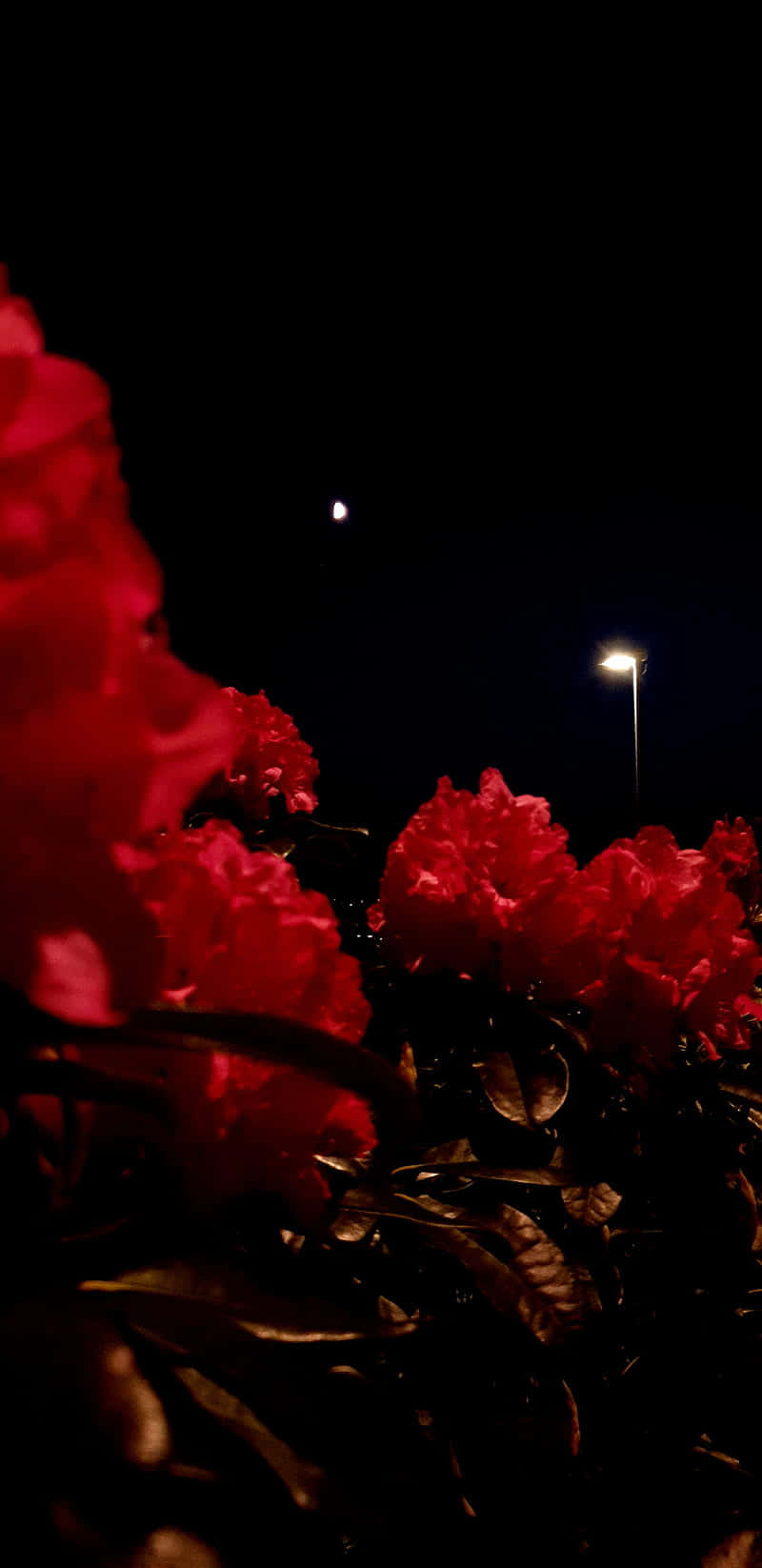 夜間街燈下照亮紅色花朵，天空有月亮