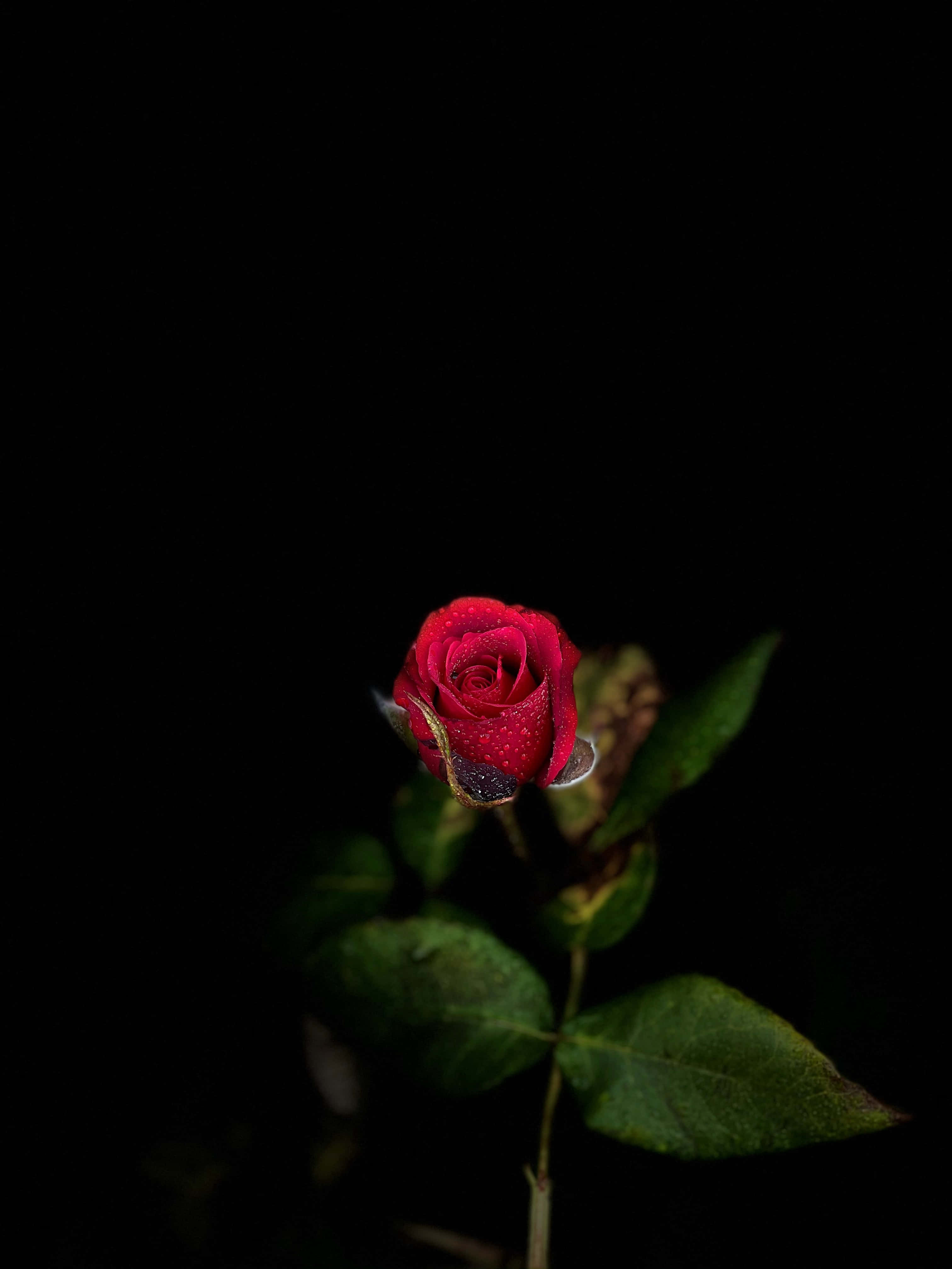 紅玫瑰配葉 iPhone 背景 壁紙 — 一朵鮮紅的玫瑰花蕾在漆黑的背景下閃爍著露珠。