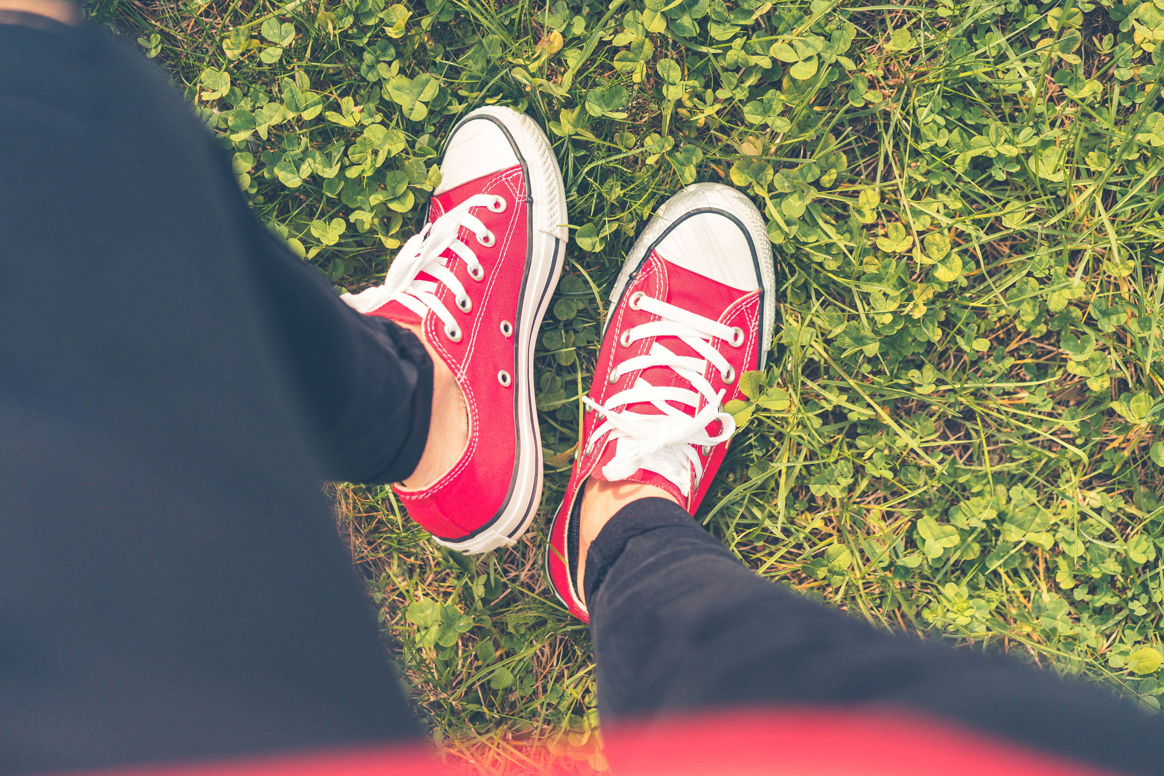 紅白Converse運動鞋 壁紙 — 紅色帆布運動鞋配白色鞋帶，從俯視角度放在綠色三葉草草地上。