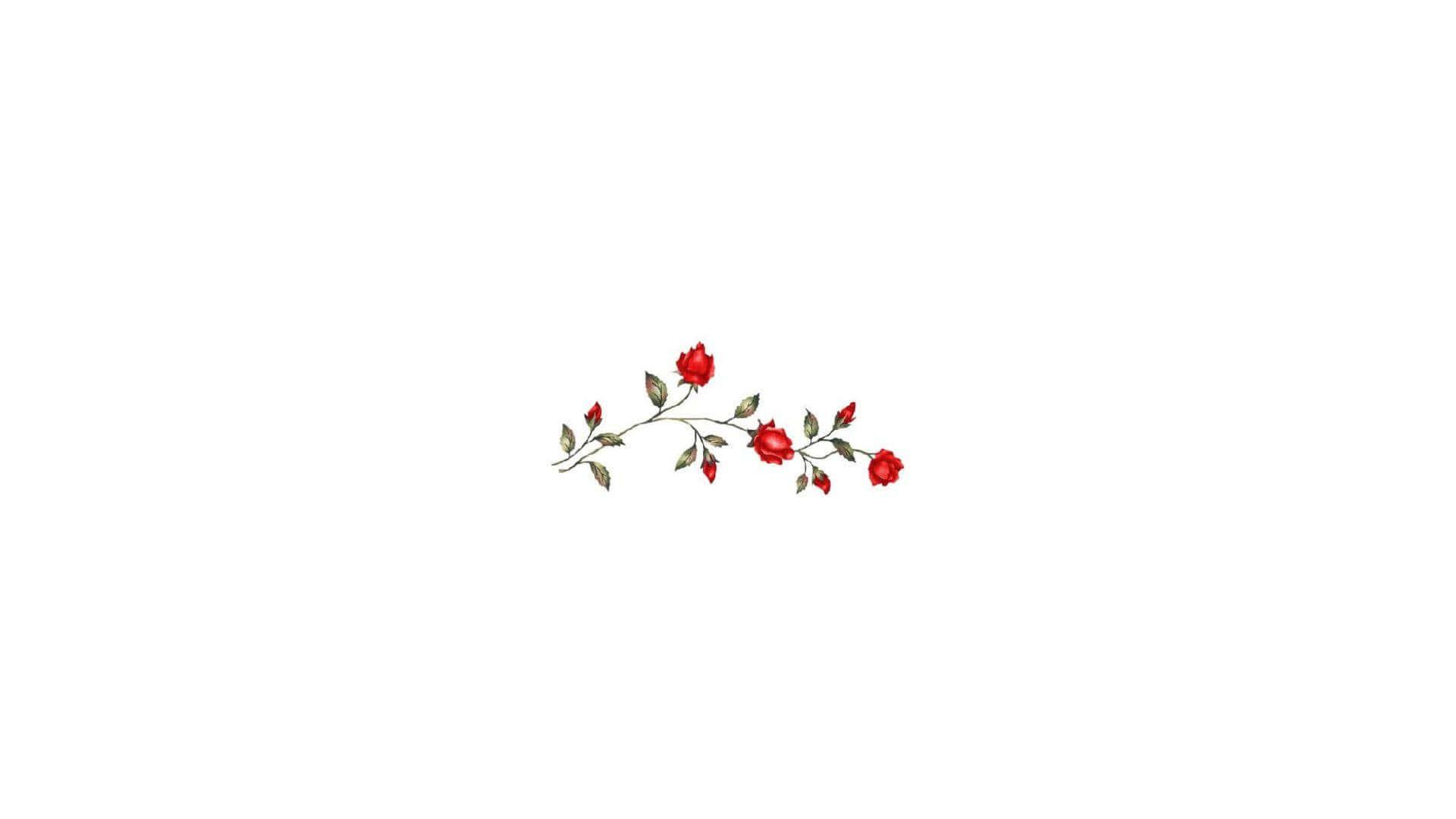 白色背景上細長的紅玫瑰和花蕾枝條。