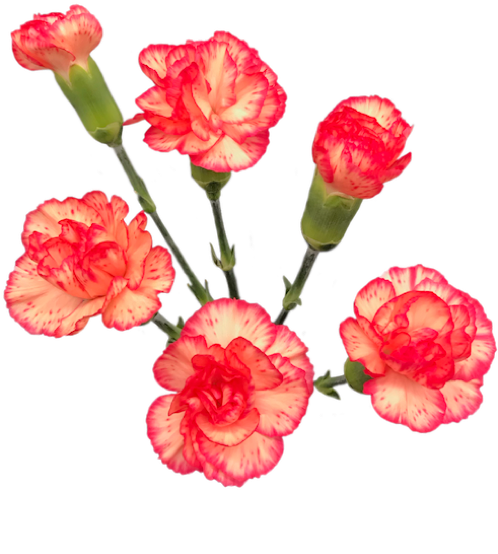紅白康乃馨花簇 壁紙 — 鮮豔的粉紅色和白色康乃馨，帶有褶邊花瓣和綠色莖，漂浮在純黑色背景上。