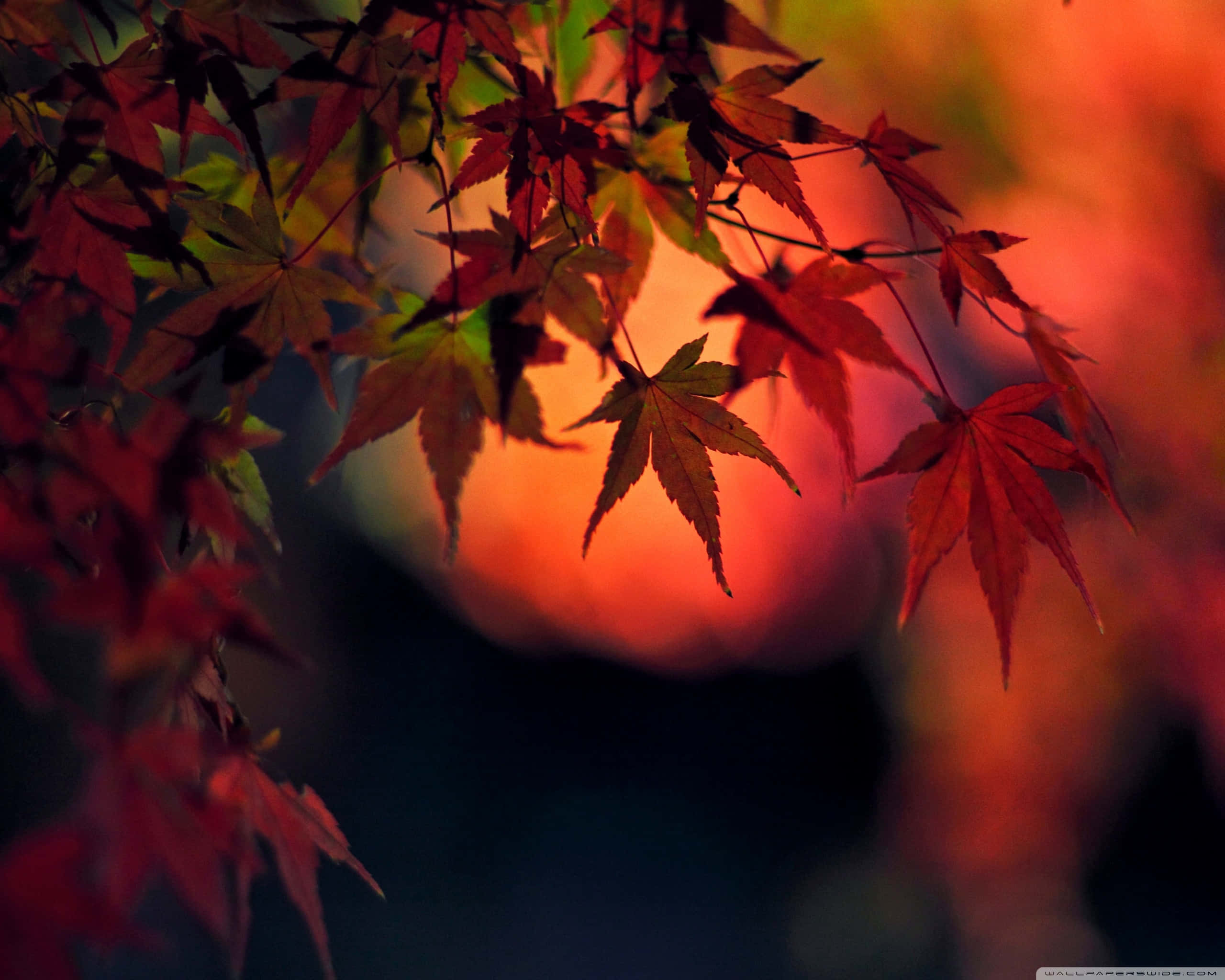 紅白日本傳統符號 壁紙 — 鮮紅的楓葉在發光的橙色日落天空襯托下形成剪影。