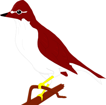 紅白雀鳥插圖 壁紙