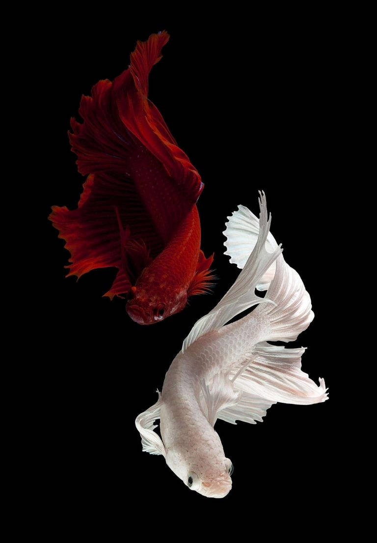兩條鬥魚，一條紅色一條白色，在黑色背景下游泳