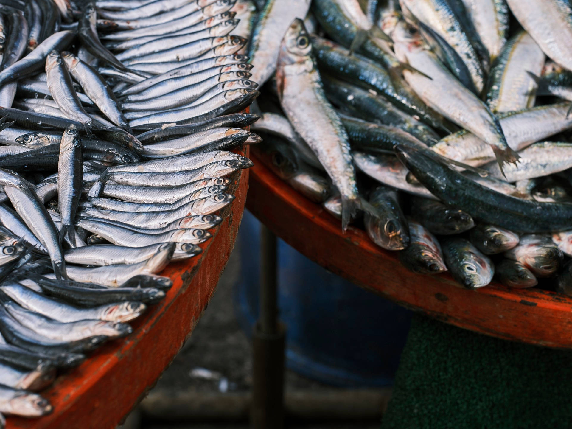 紅盆盛裝新鮮鯡魚 壁紙 — 一排排新鮮銀色沙甸魚在繁忙魚市場攤位的舊木托盤上閃閃發光。