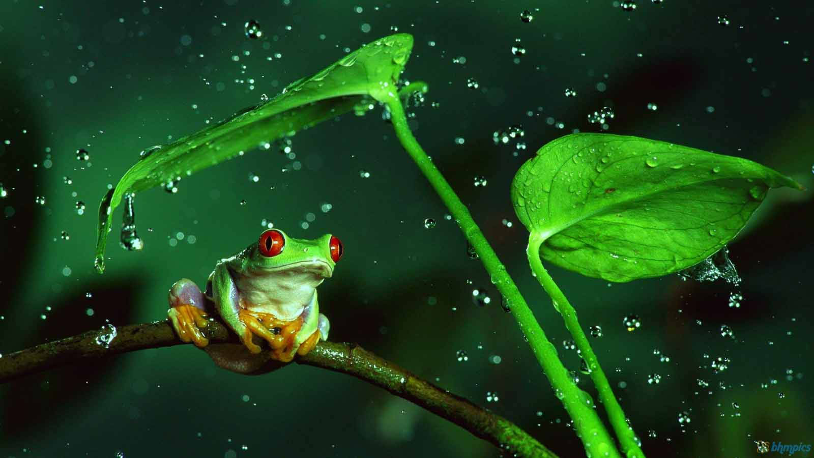 叢林中雨淋濕的葉子下樹枝上的紅眼樹蛙