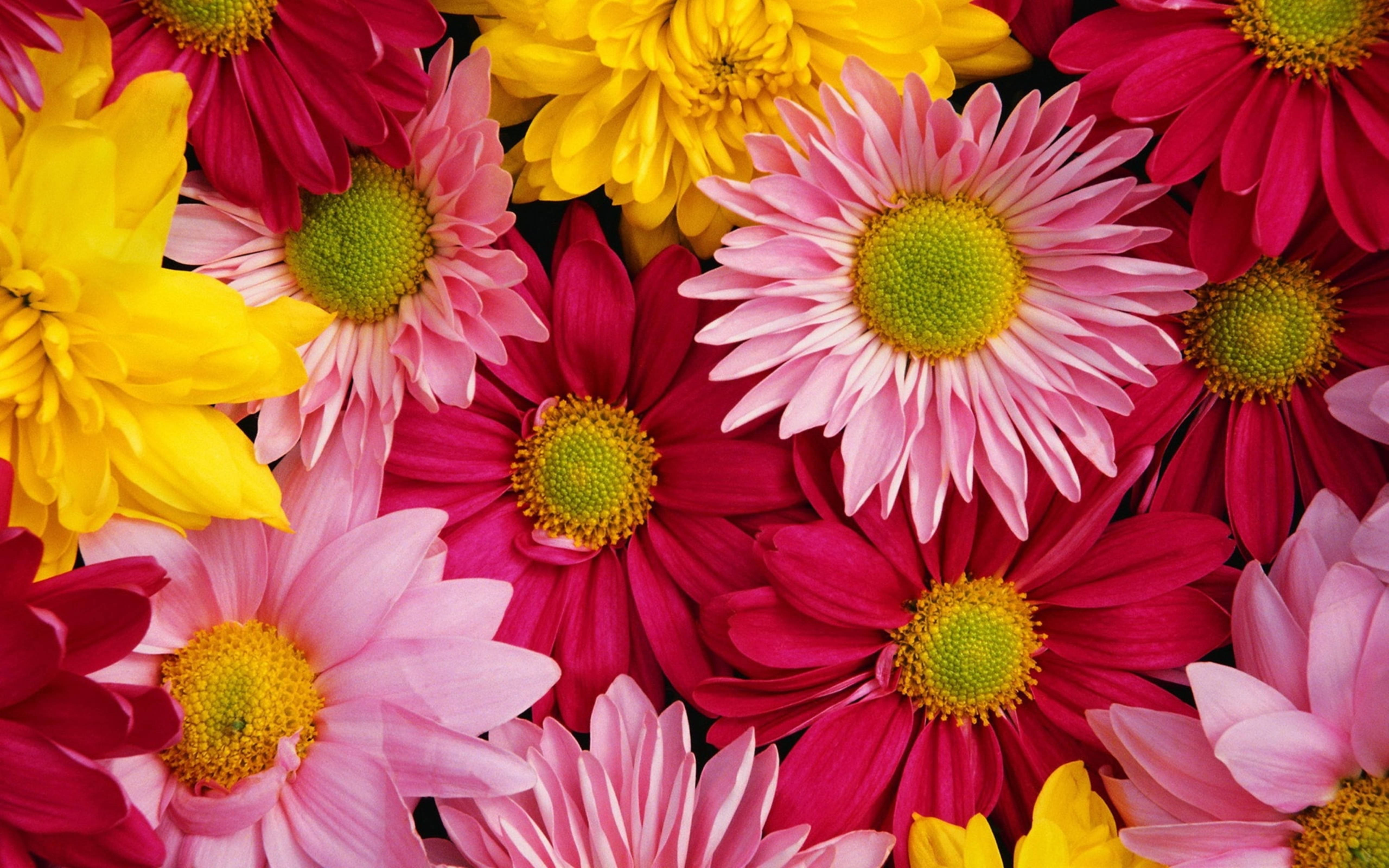 紅粉黃菊花 壁紙 — 粉紅、黃色和洋紅色的雛菊特寫，充滿活力的色彩，綠色花心綻放色彩。
