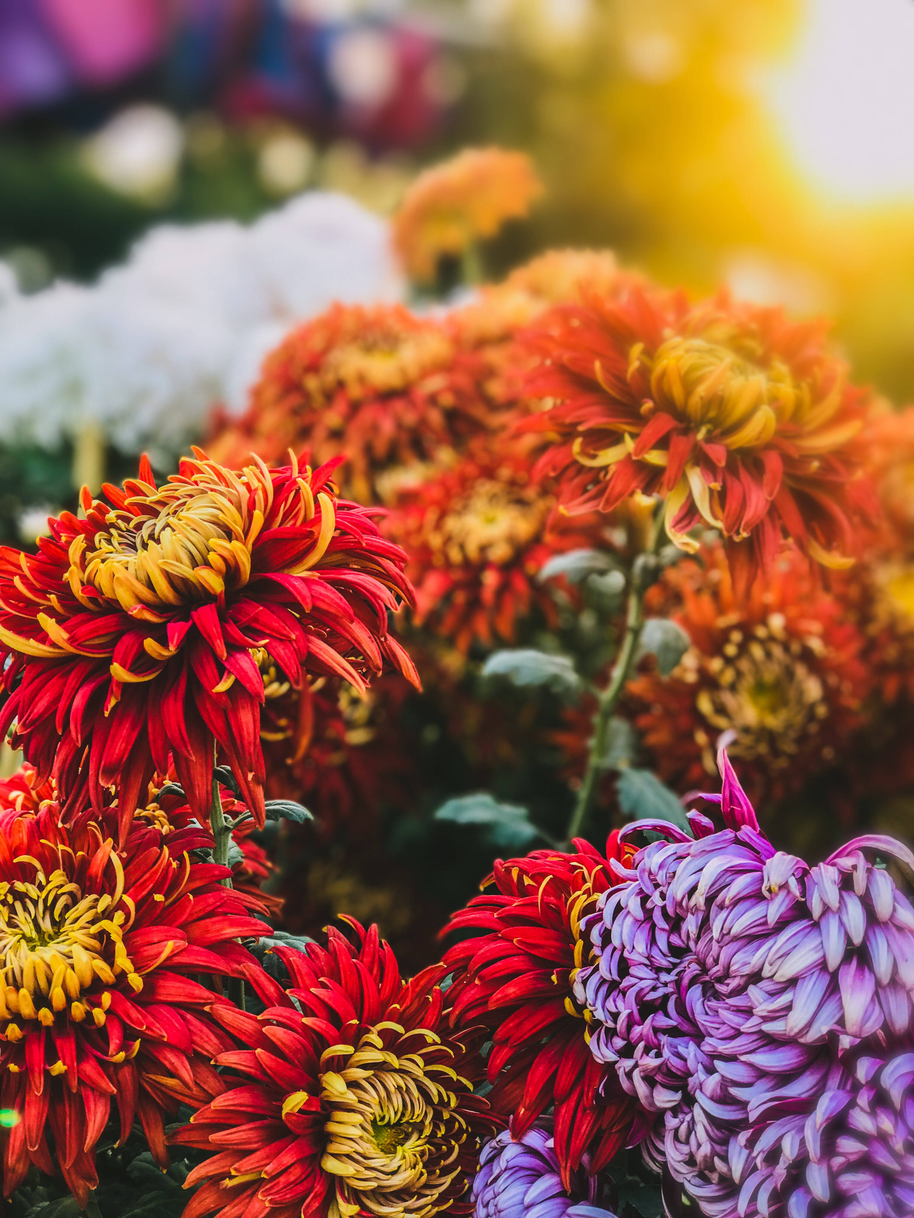 紅紫花朵驚豔 iPhone 壁紙 — 鮮豔的紅色、紫色和白色菊花在溫暖的陽光下盛開，背景柔和模糊。