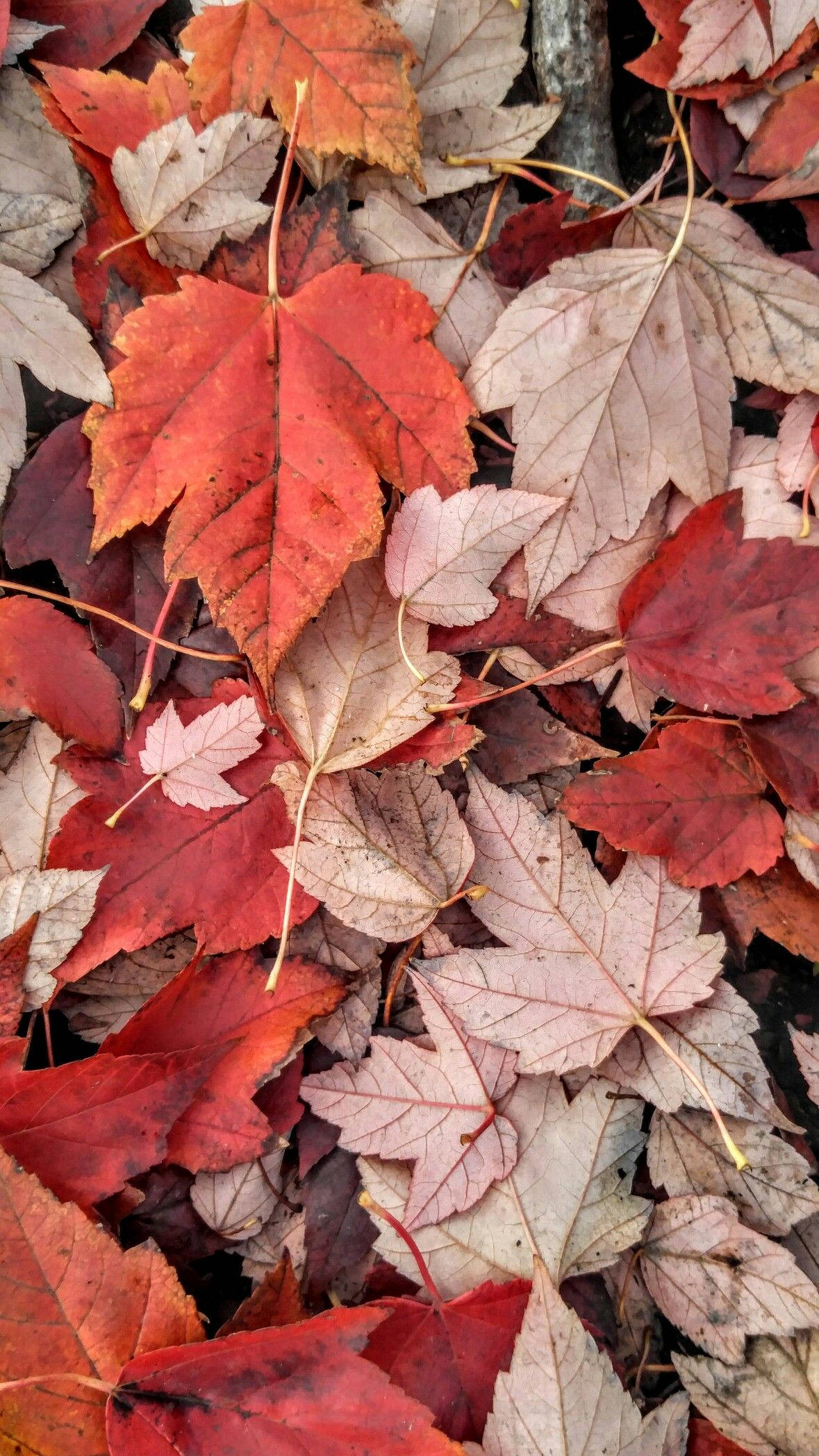 紅綠楓葉秋景 iPhone 壁紙 — 秋天時，鮮紅色和柔和米色的楓葉密集散落在地面上的特寫。