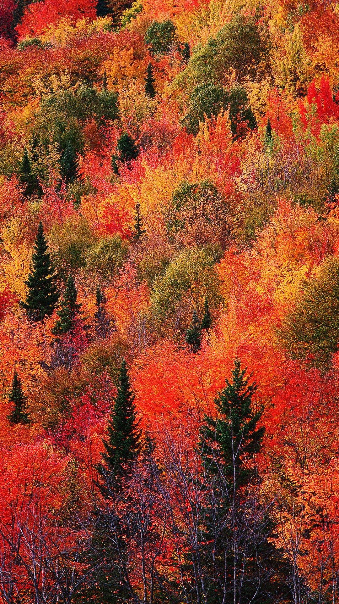紅綠樹木秋日 iPhone 壁紙 — 茂密森林的鳥瞰圖，樹葉呈現火紅、橙黃和金黃色，並點綴著深綠色的常青樹。