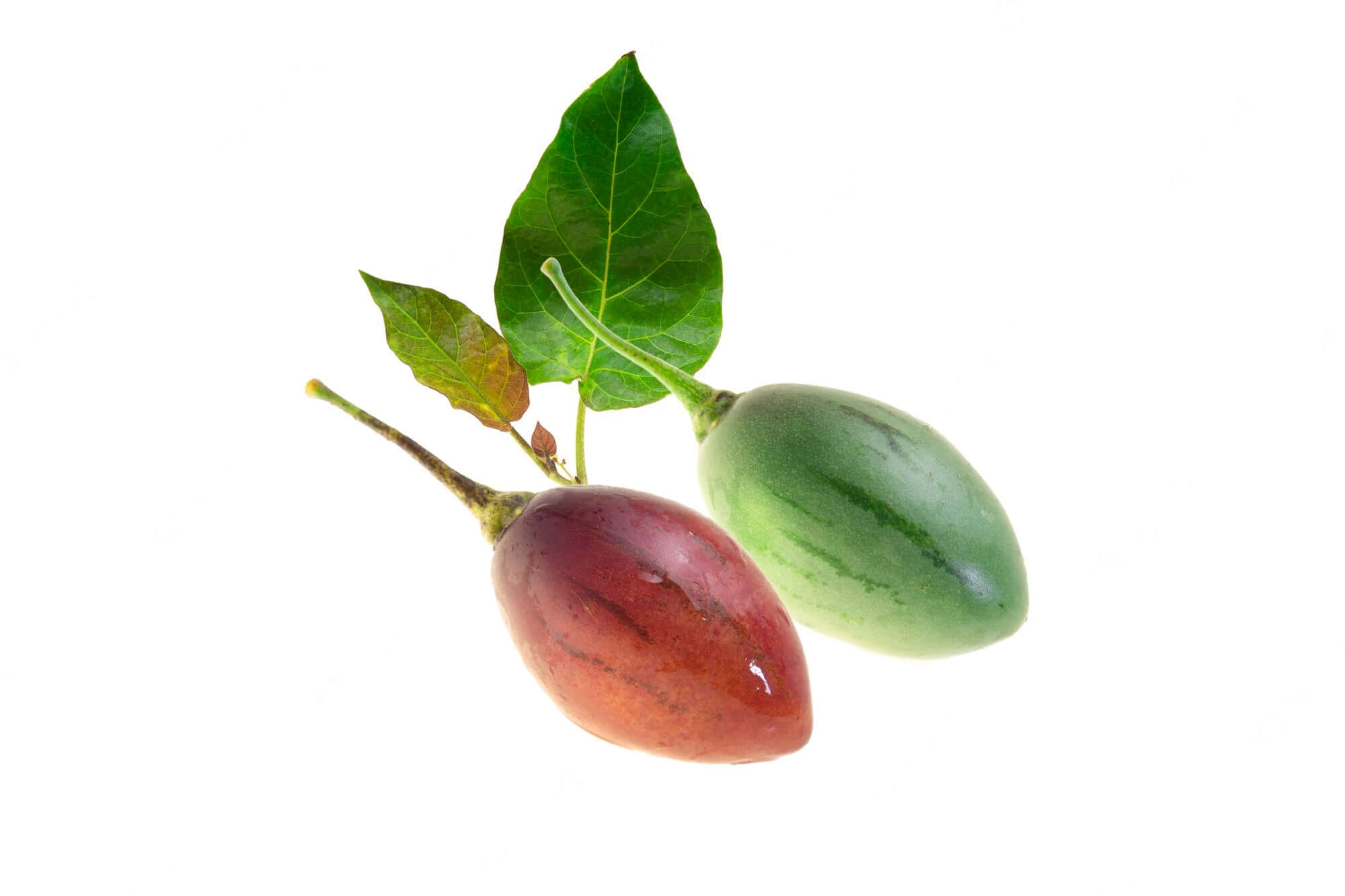 紅綠相間的番茄 壁紙 — 兩個成熟和未成熟的茄子，帶有綠色葉子，懸掛在純白色背景上。