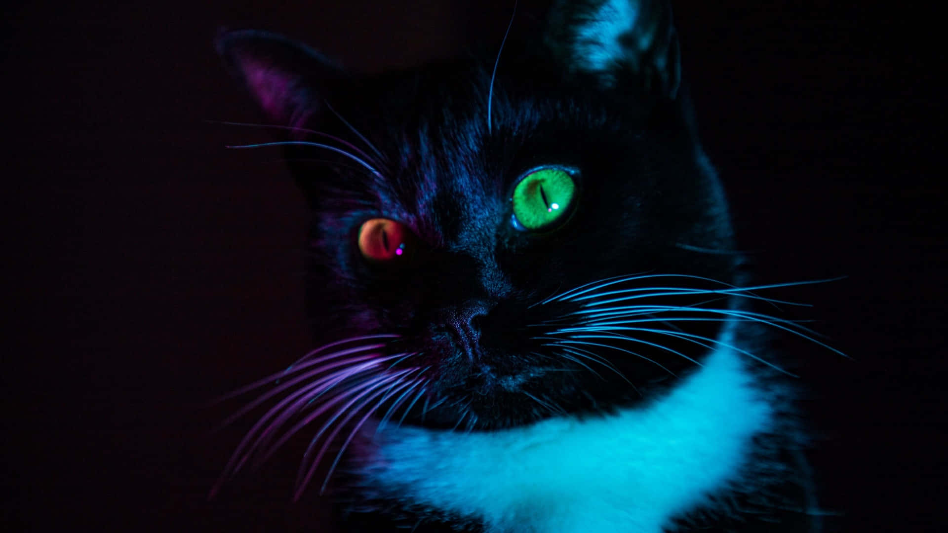 黑貓在霓虹燈下擁有發光的綠色和紅色眼睛。