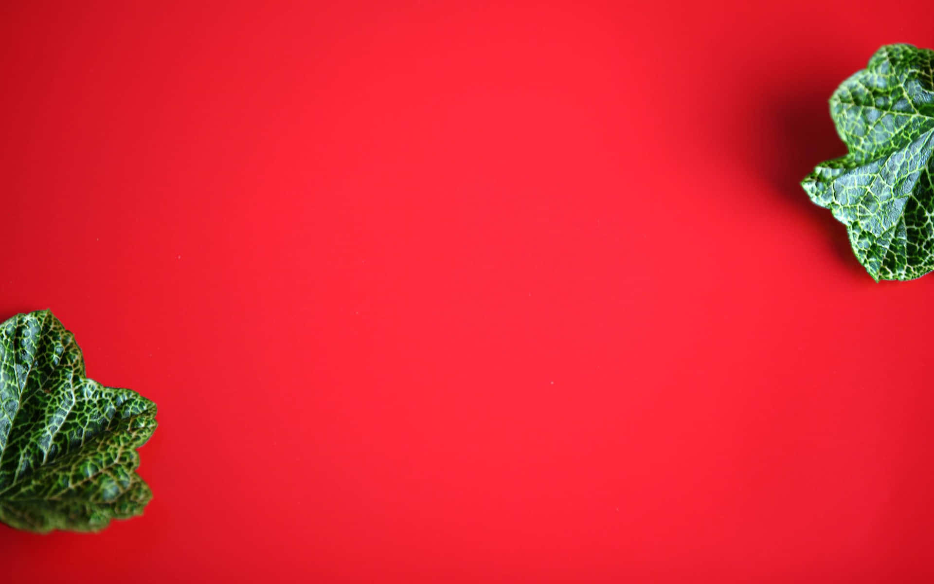 紅綠葉片風景背景 壁紙 — 兩片有紋理的綠葉襯托著大膽的紅色背景，留有充足的負空間。