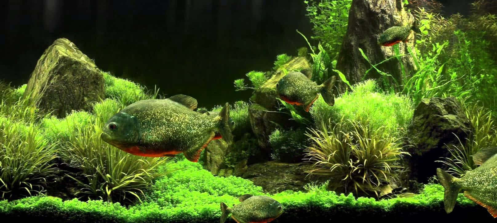 紅腹食人魚魚缸背景 壁紙 — 充滿活力的綠色水生植物和苔蘚環繞著優雅游動的 sleek 食人魚，在茂盛的水下水族箱場景中。