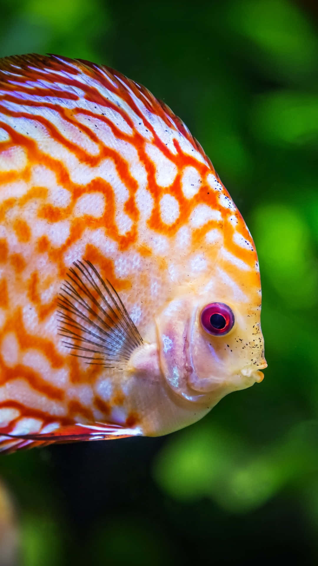 色彩繽紛的神仙魚在綠色水中游動的特寫。