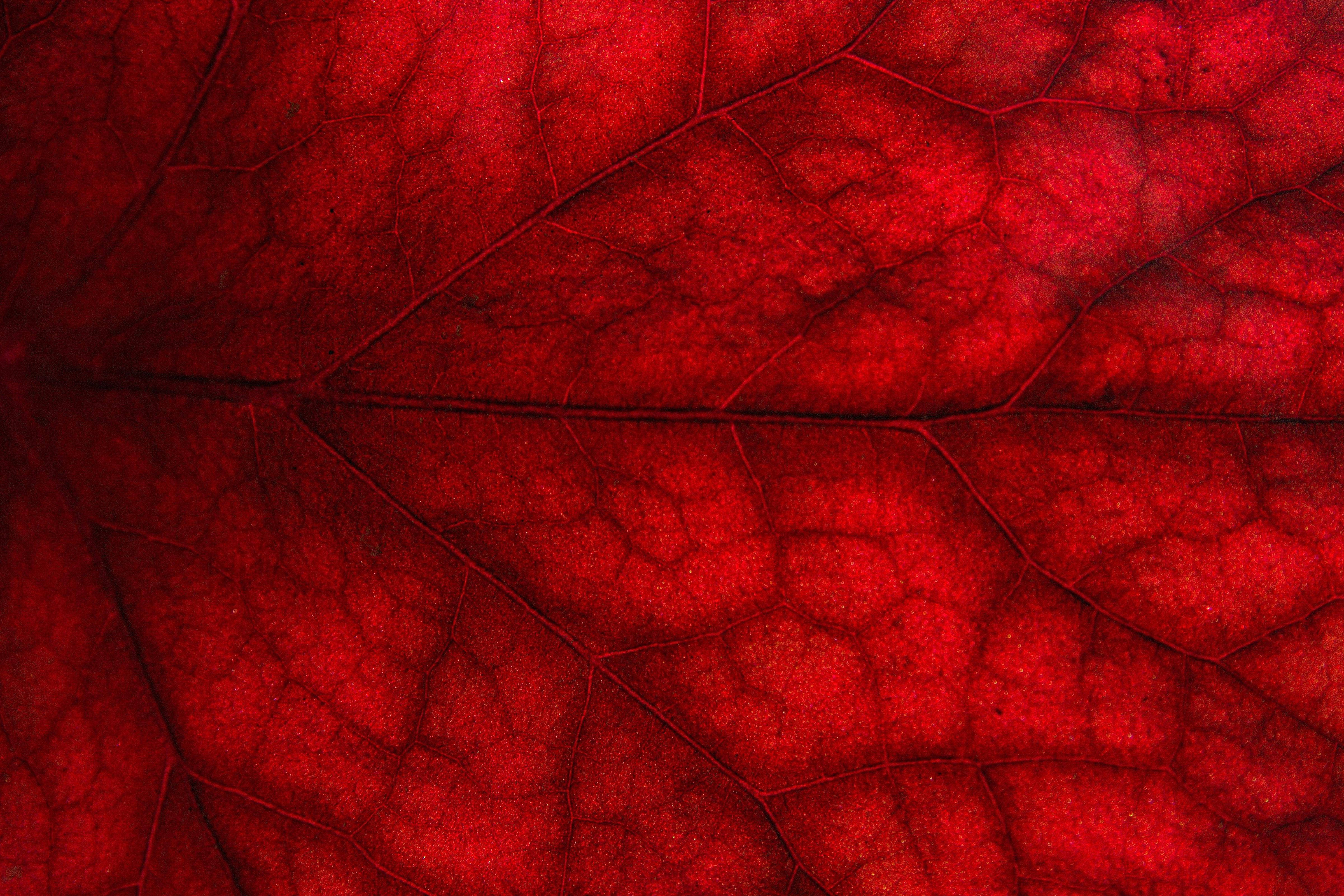 紅色4K UHD葉脈特寫 壁紙 — 一片鮮紅色葉子的特寫，展示複雜的葉脈圖案和紋理表面。