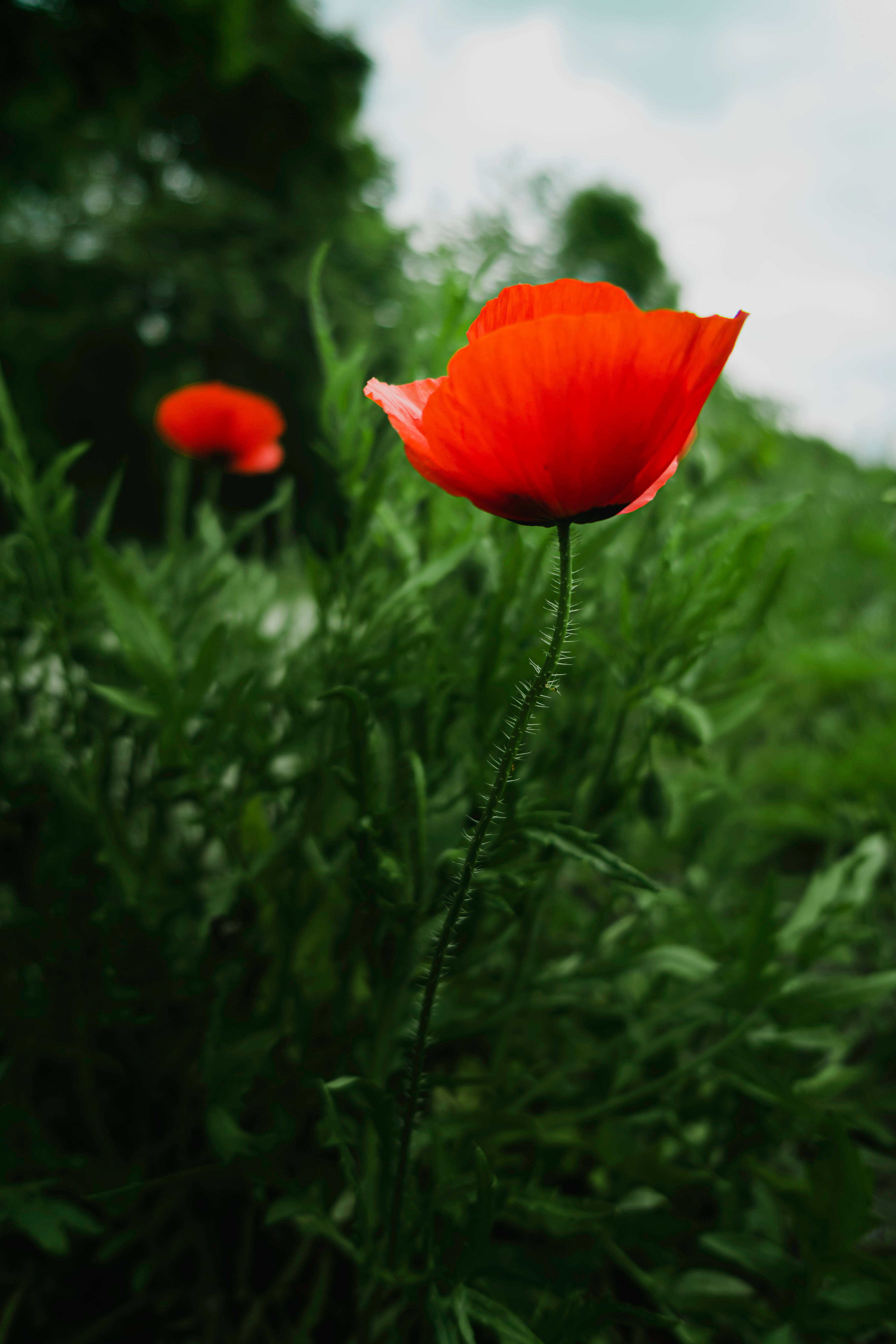 紅色Papaver Dubium花安卓壁紙 壁紙 — 一朵鮮紅的罌粟花在茂密的綠色田野中高高聳立，背景是柔焦的樹葉和陰天。