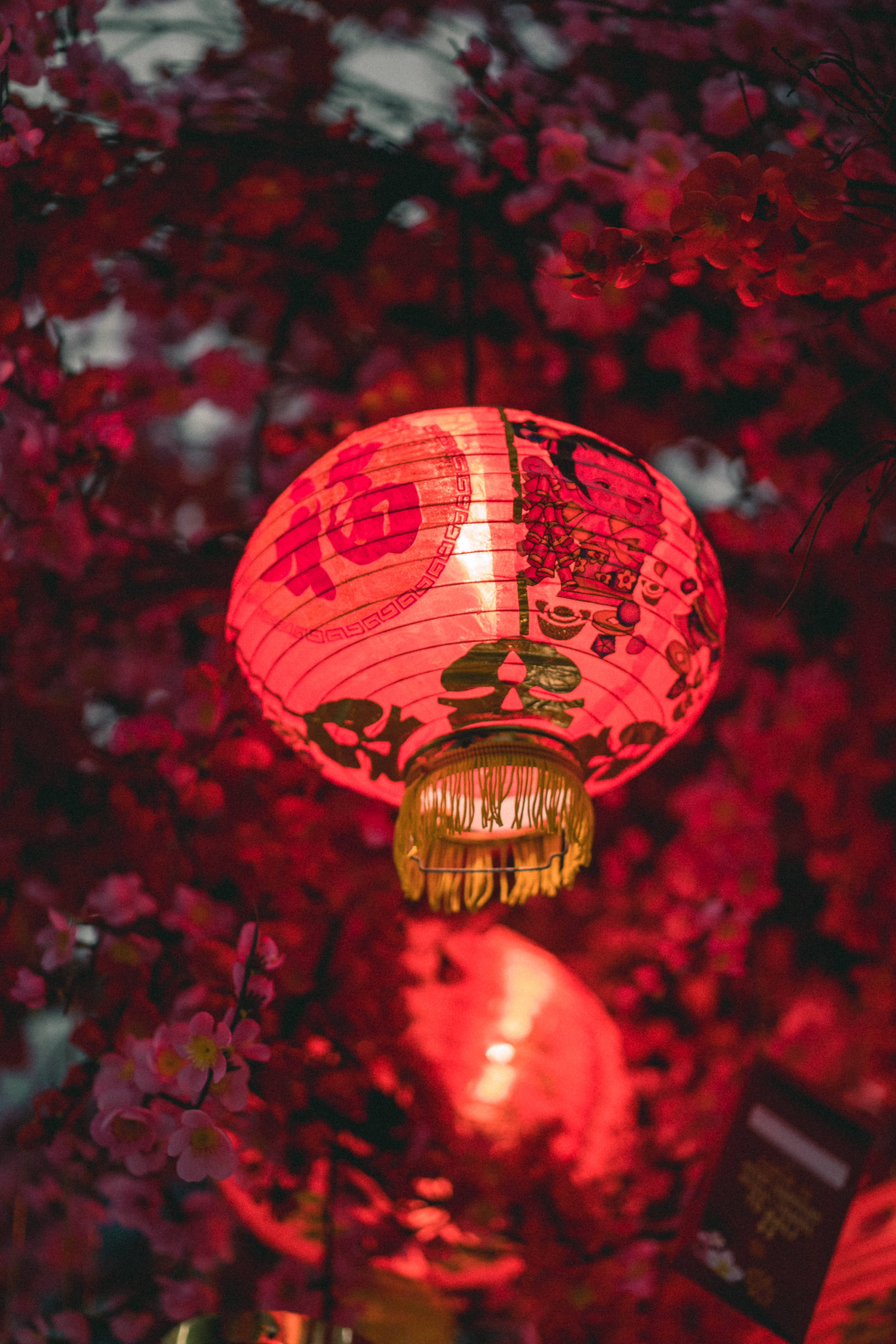 紅色中式燈籠 壁紙 — 夜晚，一個發光的紅色紙燈籠帶有中文字，懸掛在鮮豔的粉紅色櫻花中。
