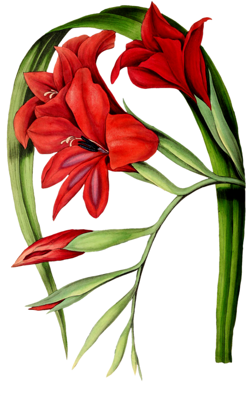 紅色唐菖蒲植物插圖 壁紙 — 鮮豔的紅色劍蘭花，搭配綠色莖和花蕾，優雅地排列在醒目的黑色背景上。