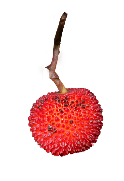 紅色士多啤梨單枝 壁紙