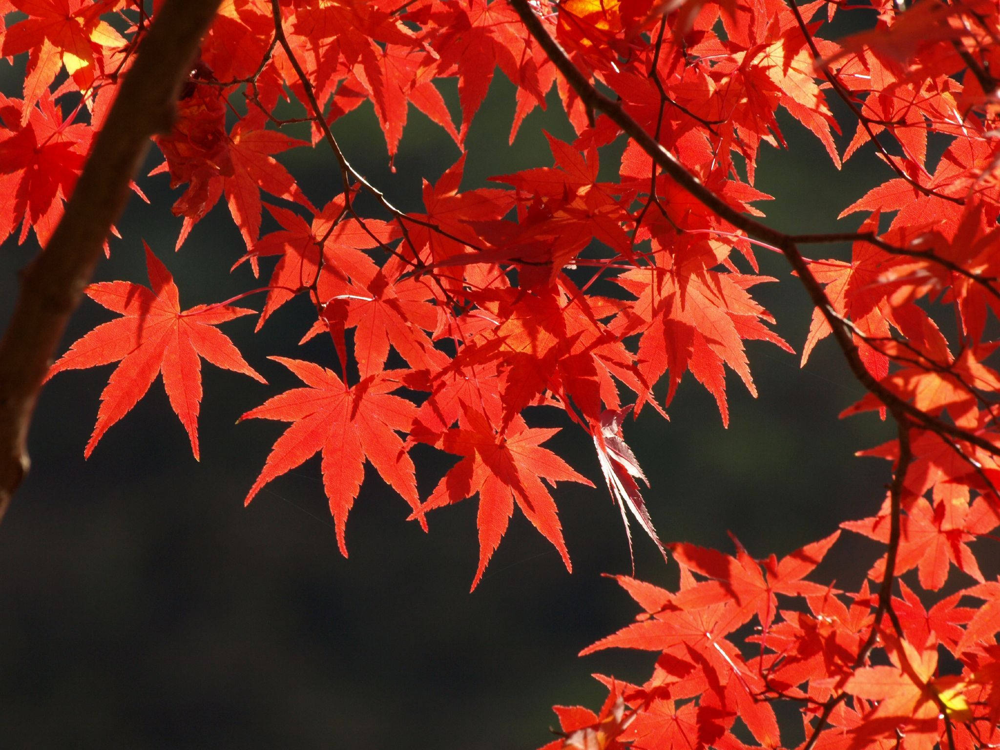紅色多倫多楓葉 壁紙 — 鮮豔的紅色楓葉在陽光下閃耀，背景為深色模糊。