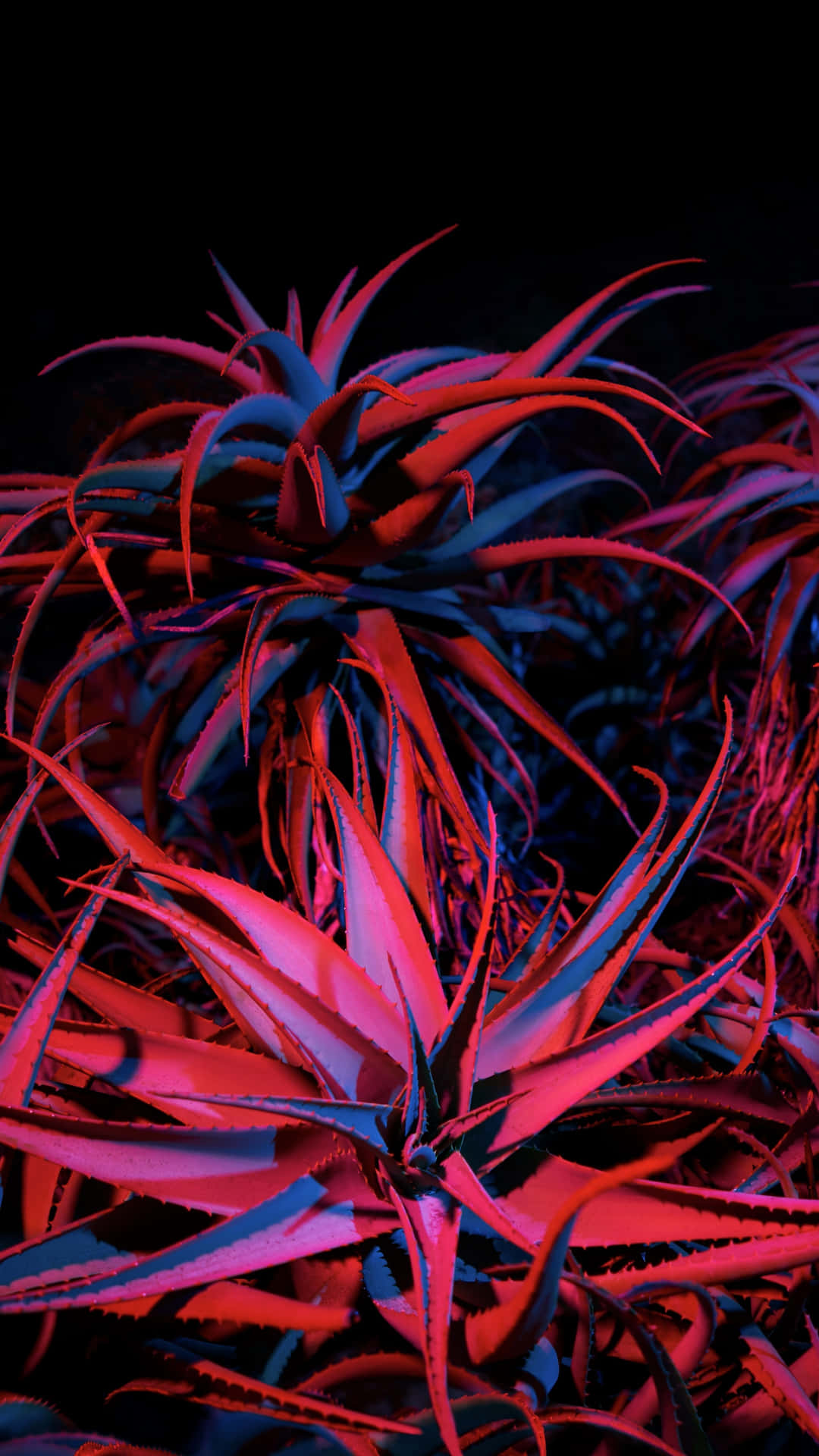 多肉植物在黑暗中發出紅色和藍色霓虹燈的光芒。