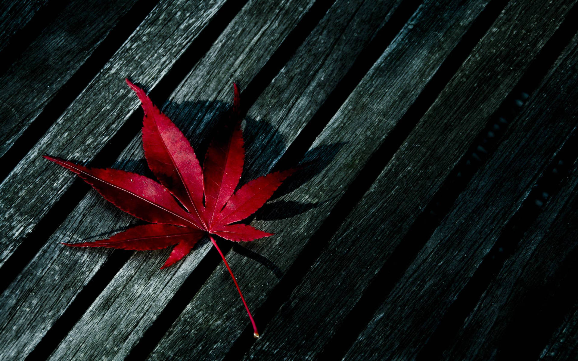 深色木條上的一片亮紅色楓葉。