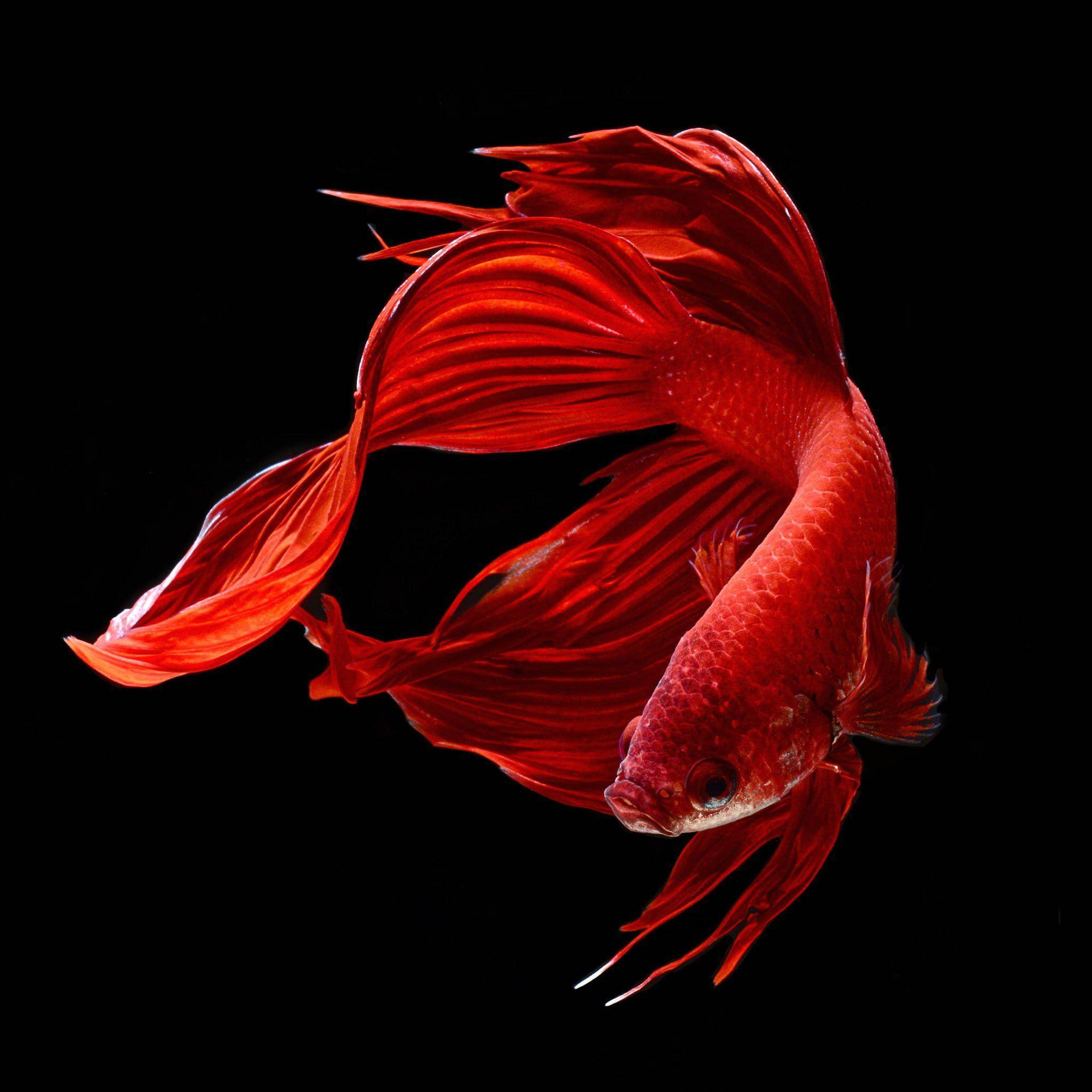 一條紅色鬥魚，魚鰭飄逸，背景為黑色。