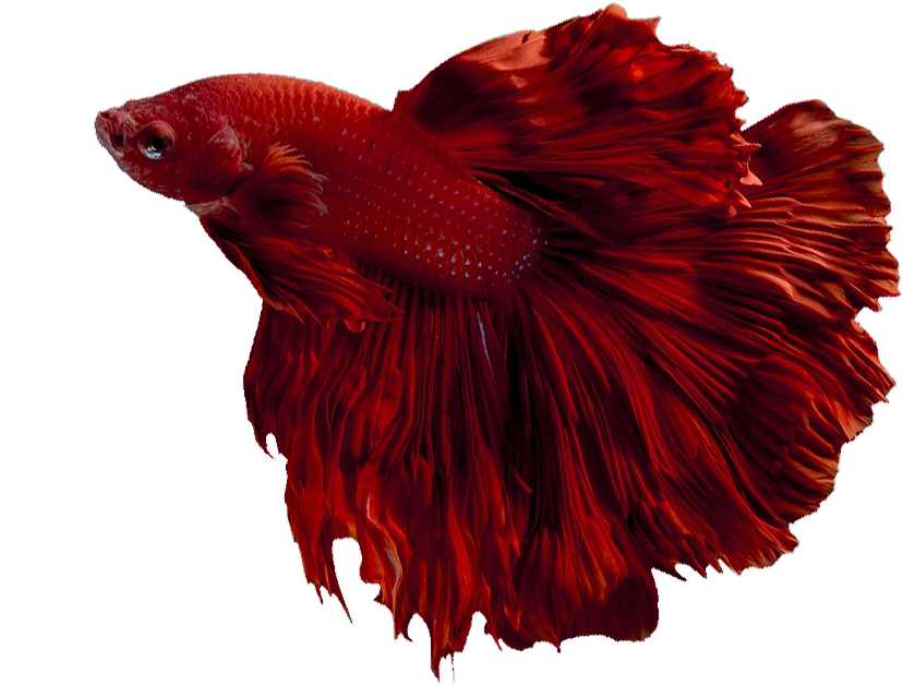 紅色斗魚優雅游動 壁紙 — 一條鮮紅色的鬥魚，帶有流動的魚鰭，在純黑色背景上優雅地滑行。