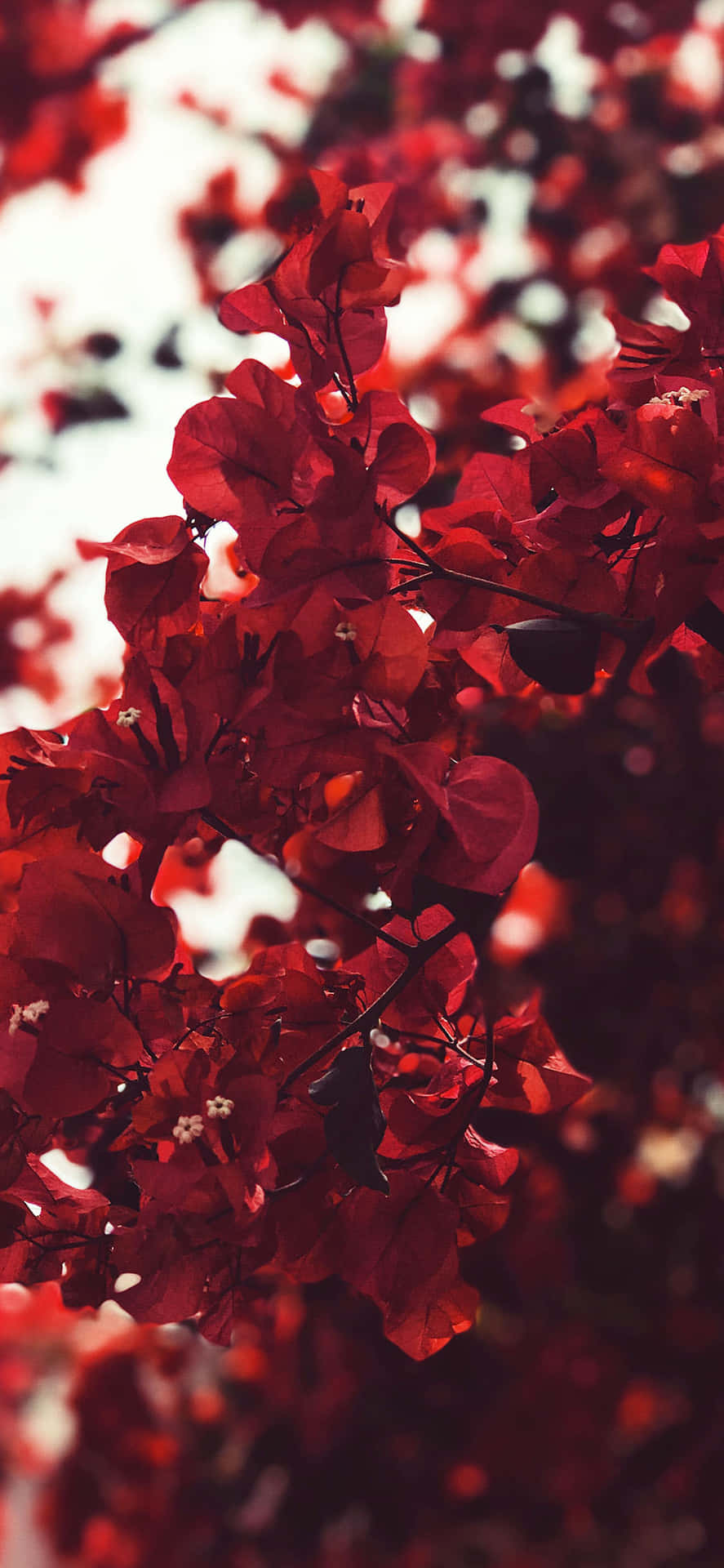 明亮陽光下的紅色三角梅，背景模糊。