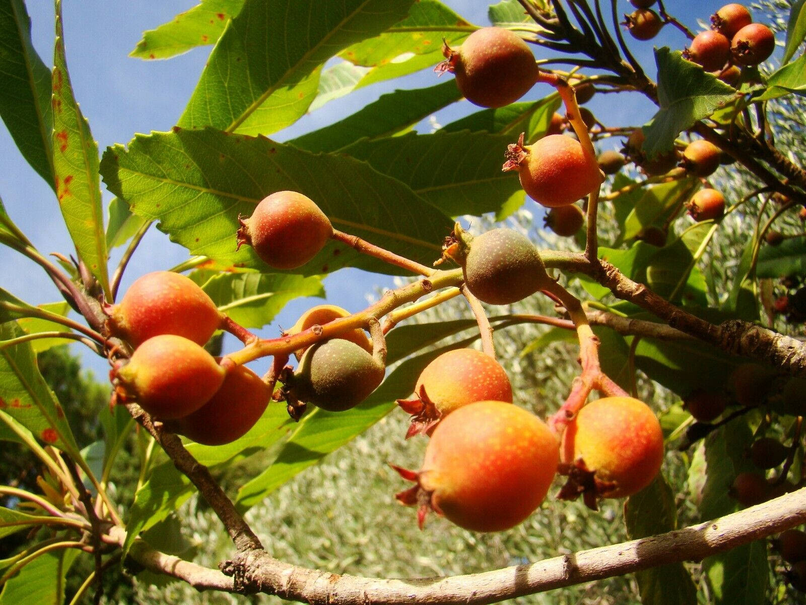 紅色枇杷果 壁紙 — 成熟的枇杷掛在樹枝上，樹葉茂盛翠綠，背景是清澈的藍天。