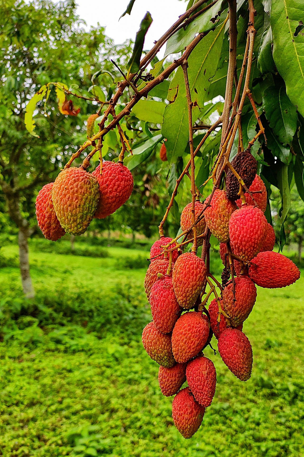 一串串成熟的紅色荔枝掛在綠色果園的樹枝上。
